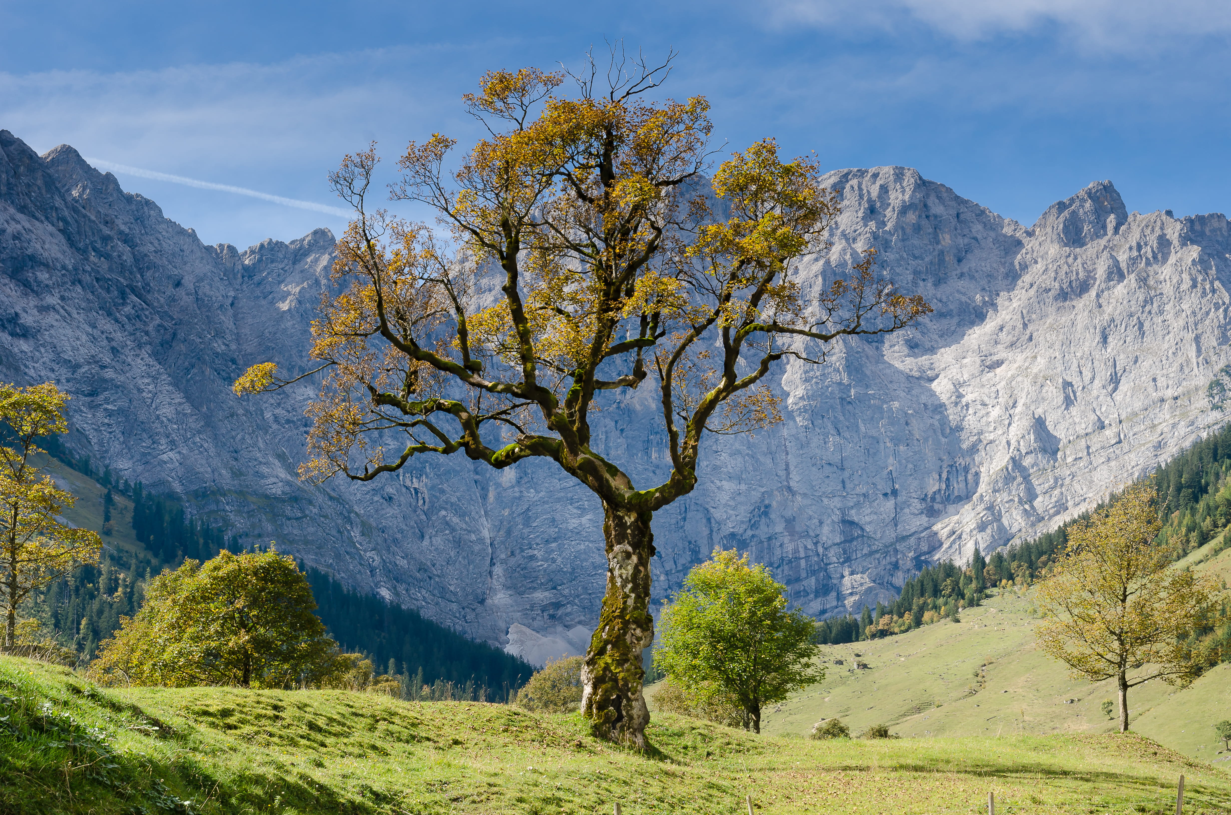 tree with mountain background, field, valley, trunk, grass, cliff