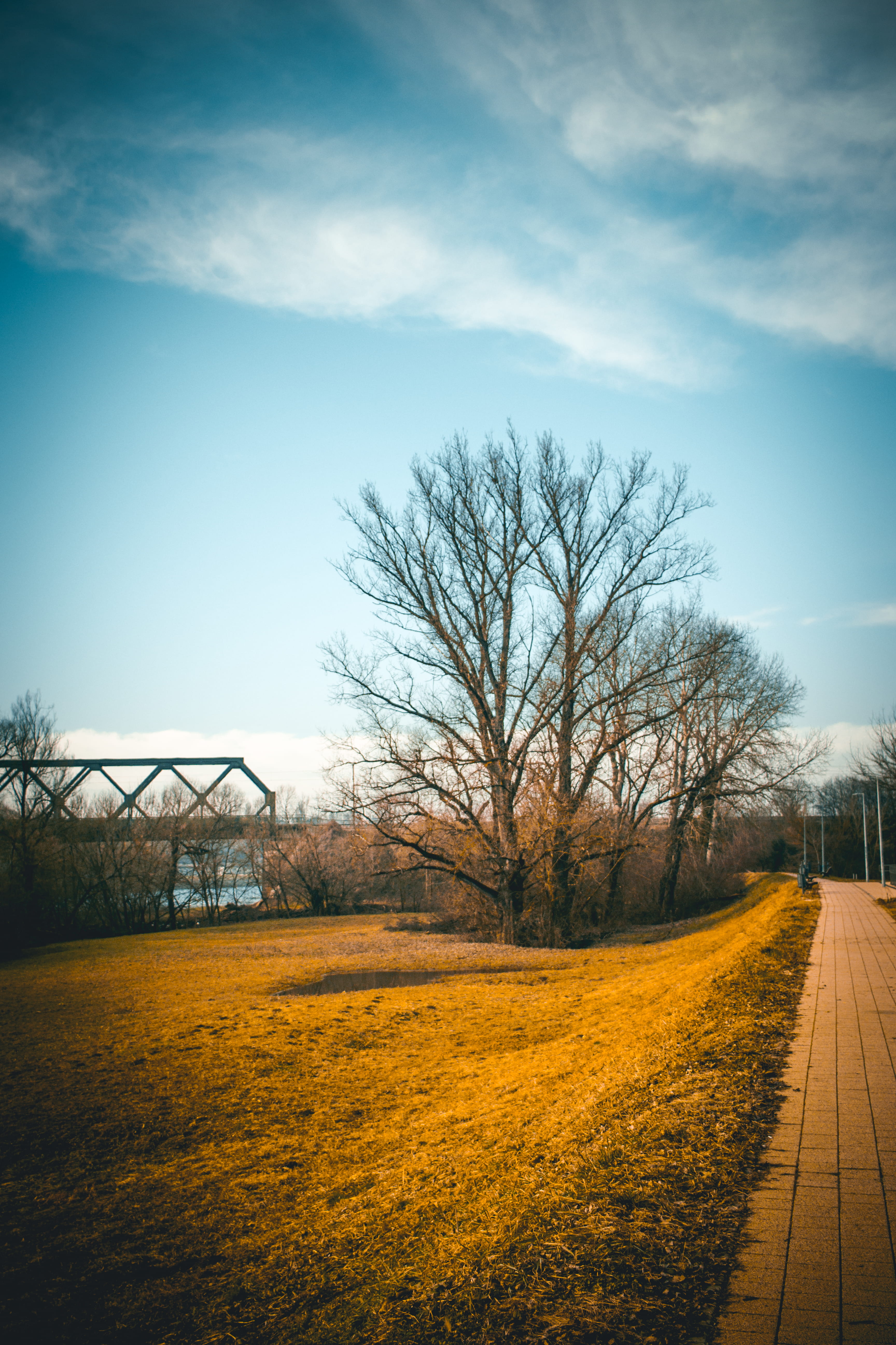 bare trees beside pathway during daytime, road, outdoors, nature