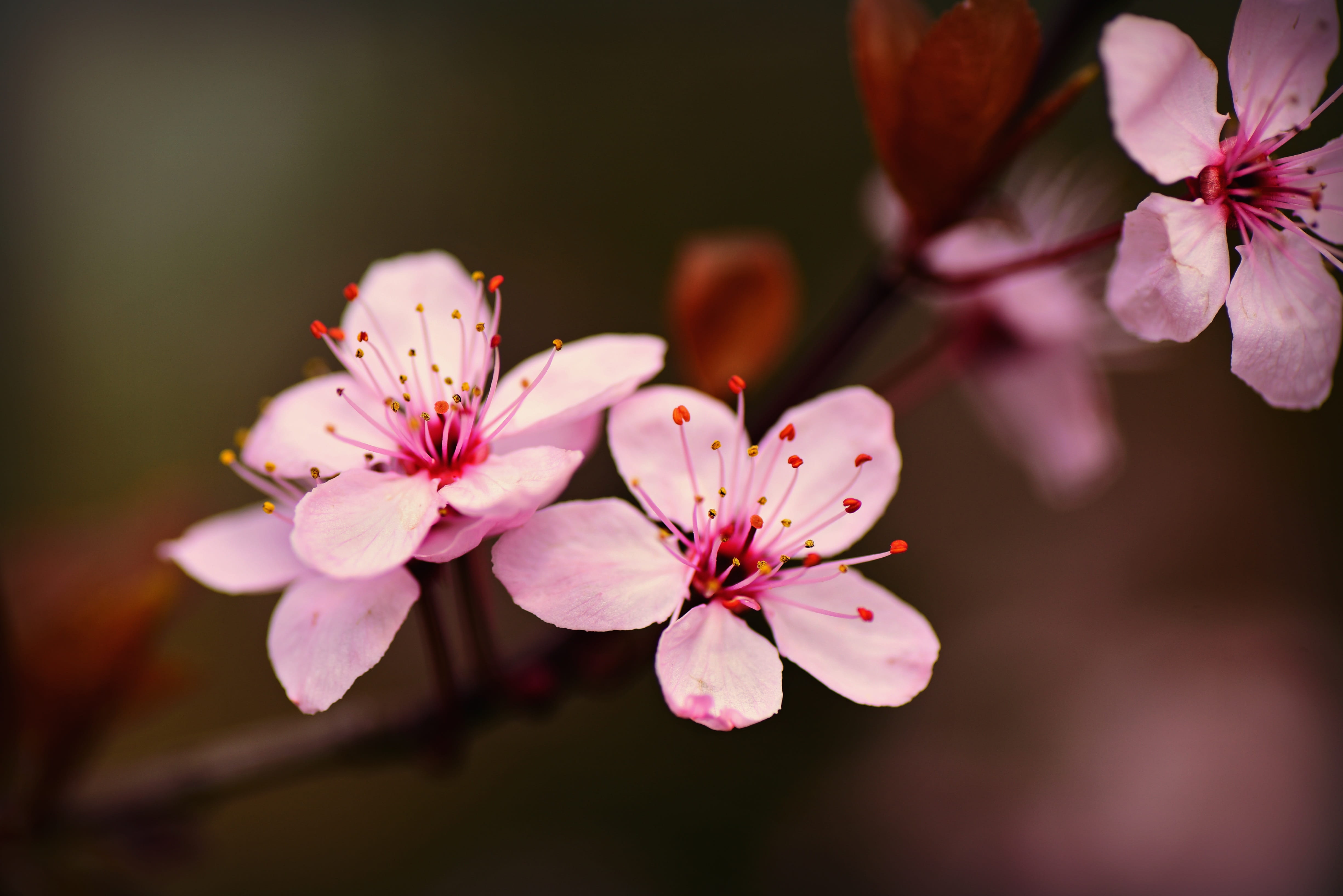 cherry blossom, flower, tree, branch, pistil, petal, japanese