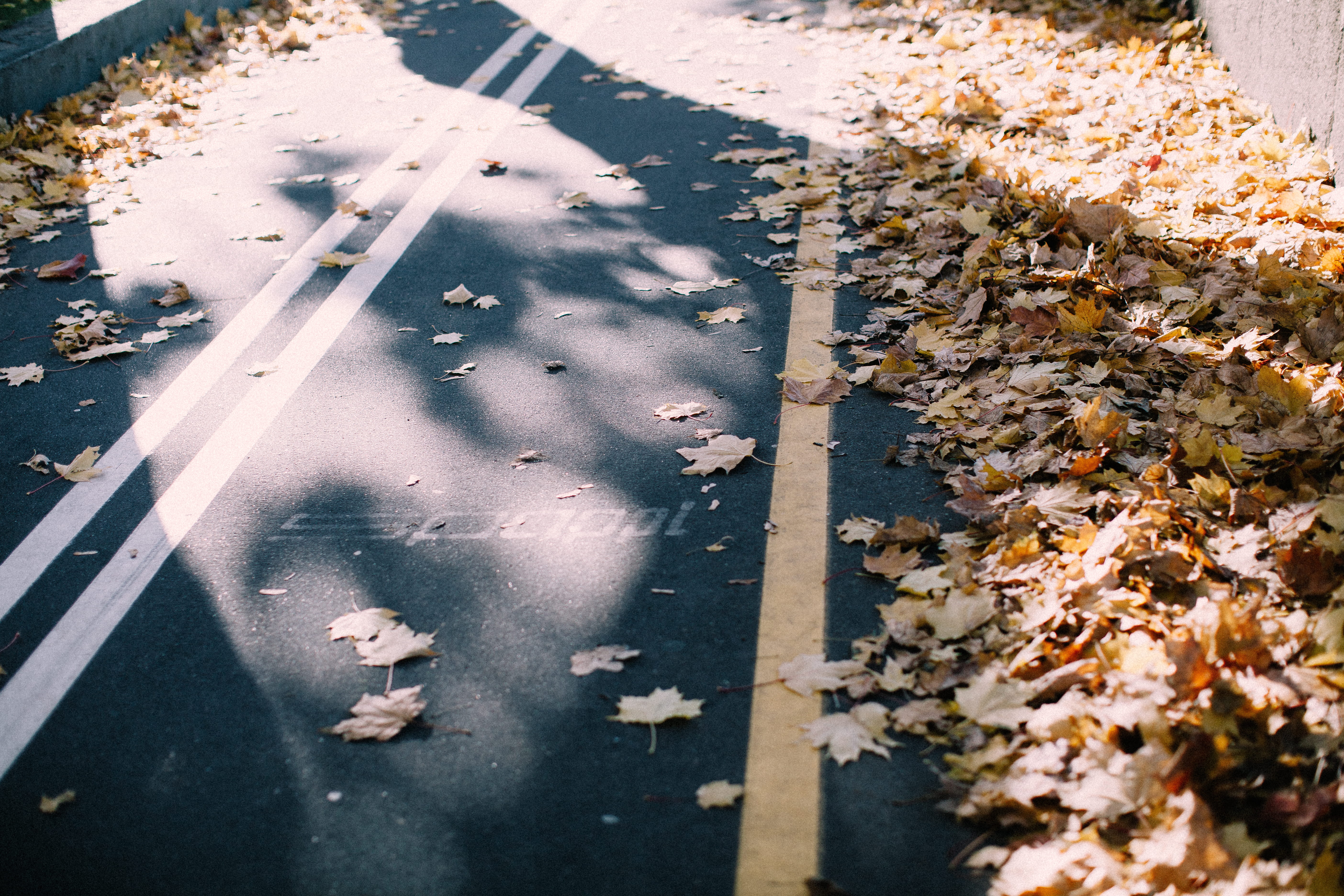 Maple Leaves on Roadway, asphalt, empty, fall foliage, guidance