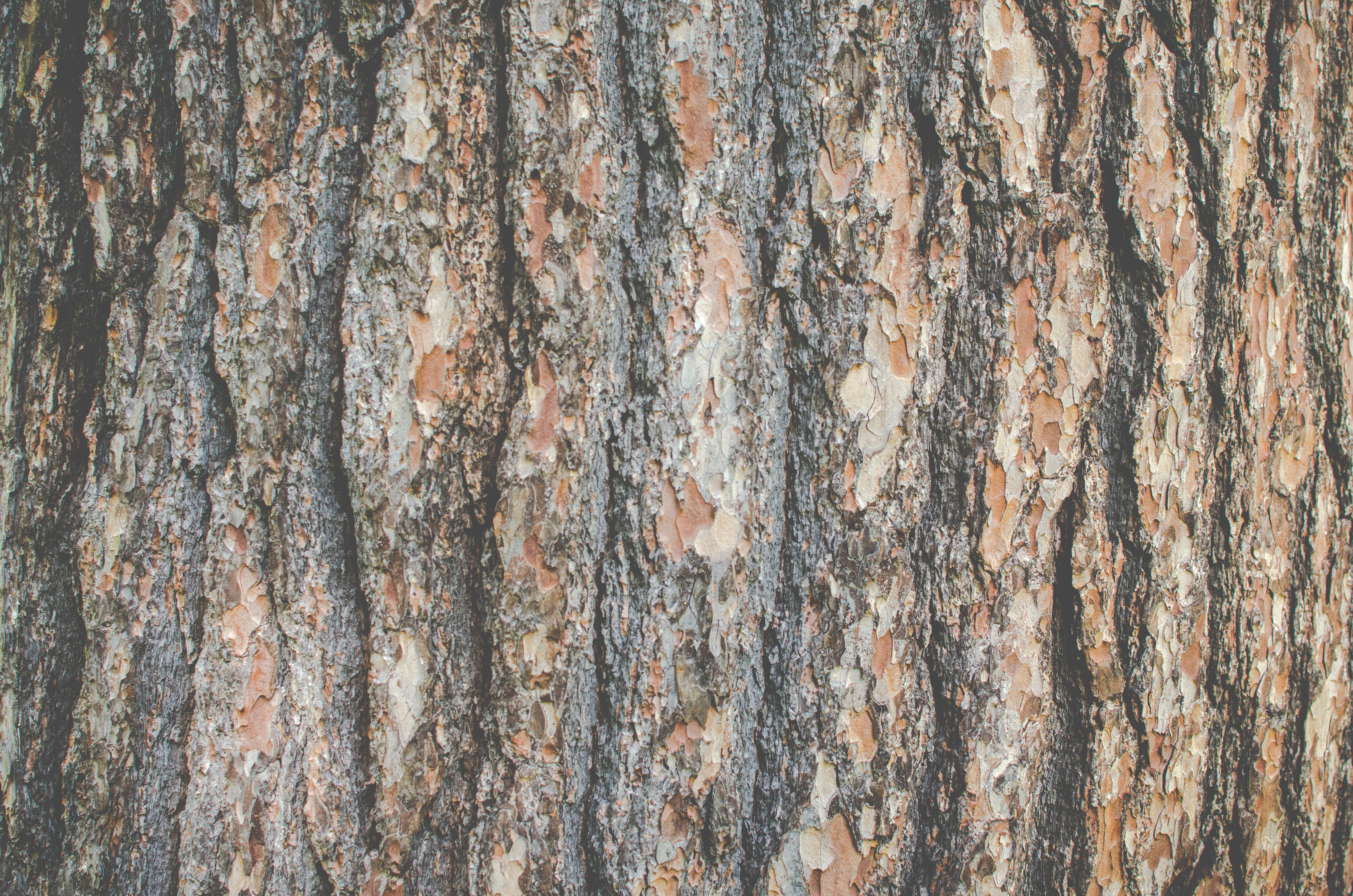 tree, texture, bark, backgrounds, full frame, textured, pattern