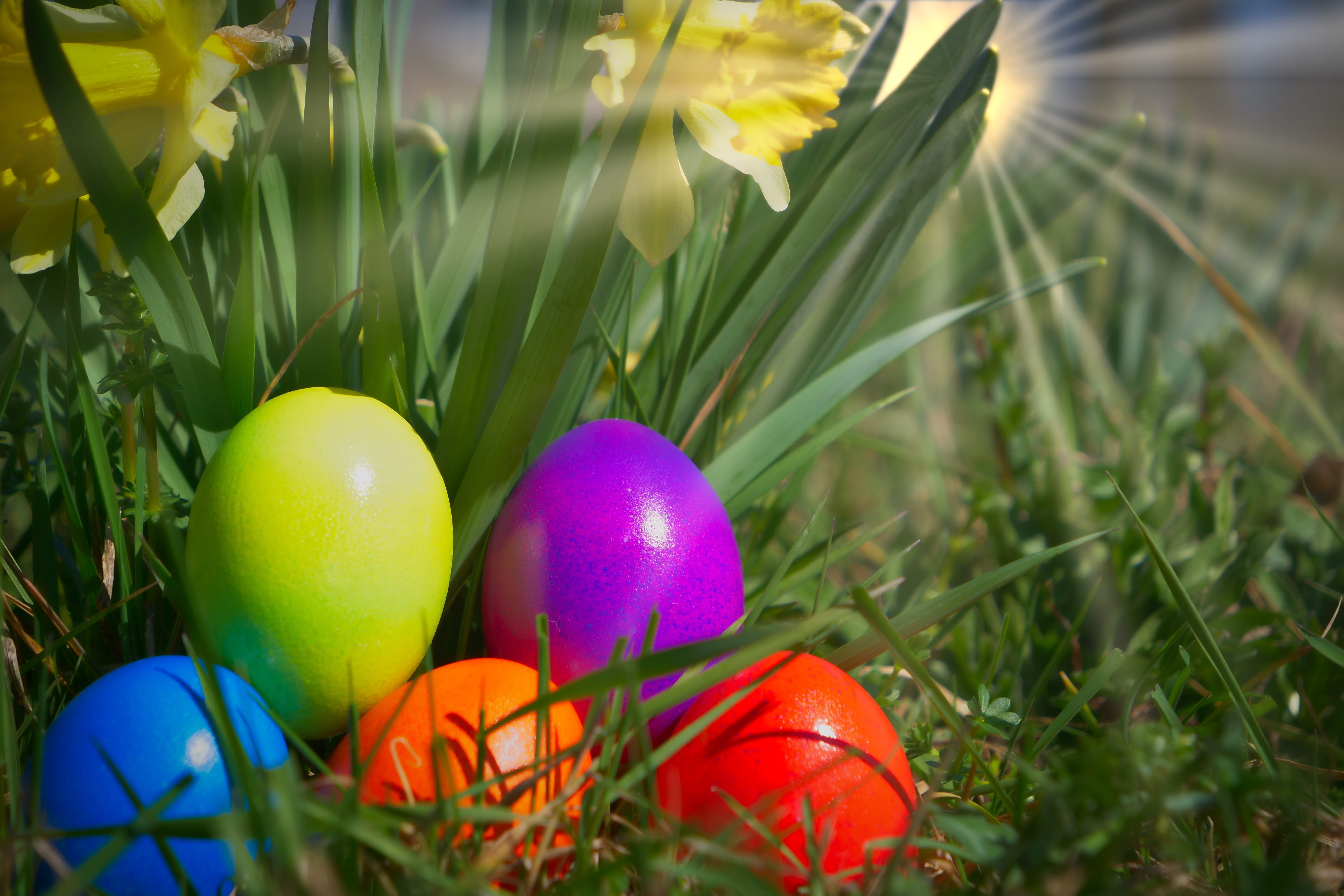 easter, egg, yellow flower, sun, backlighting, easter eggs