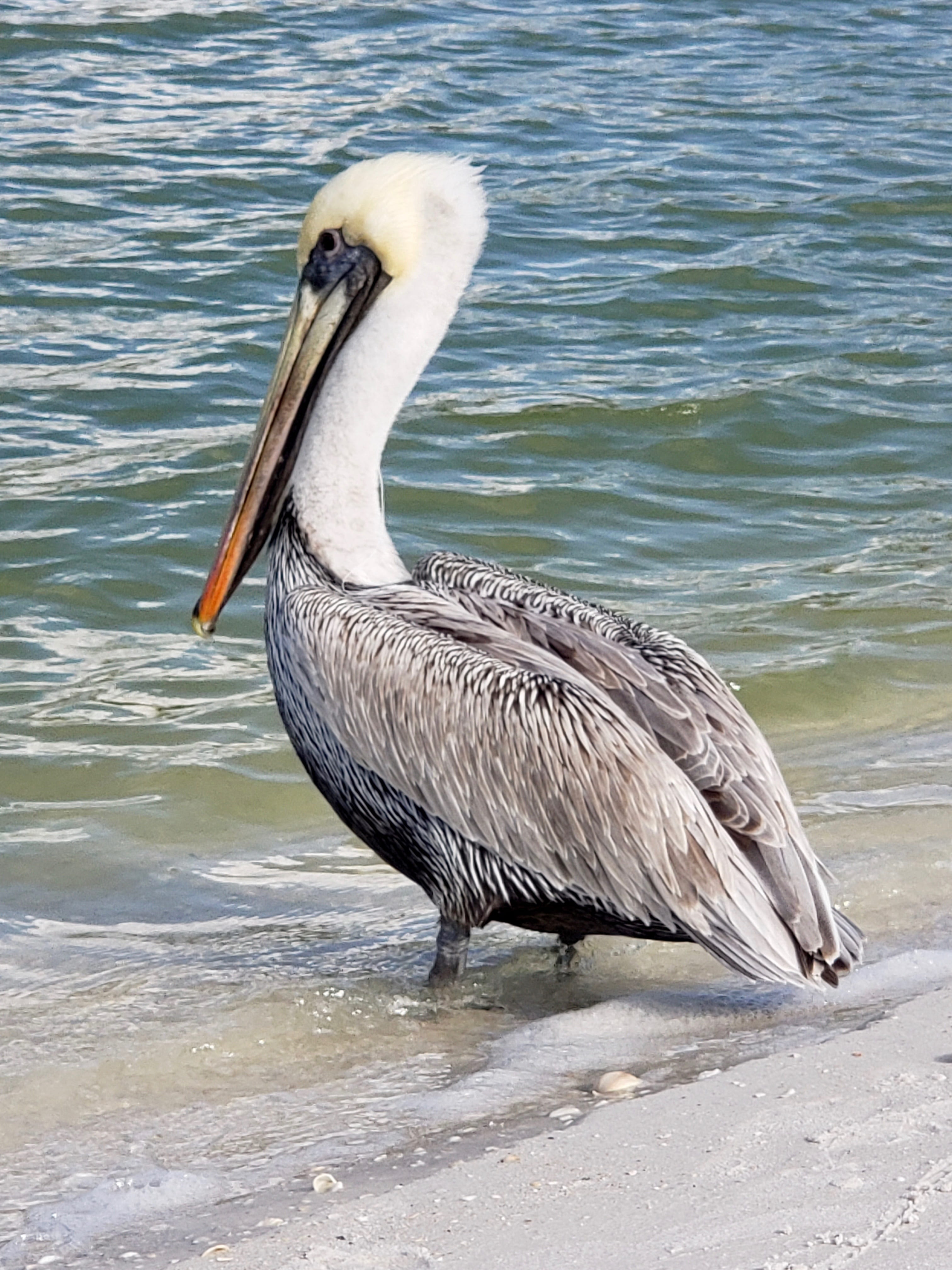 pelican, naples, nature, seashore, shorebird, animal, animal themes