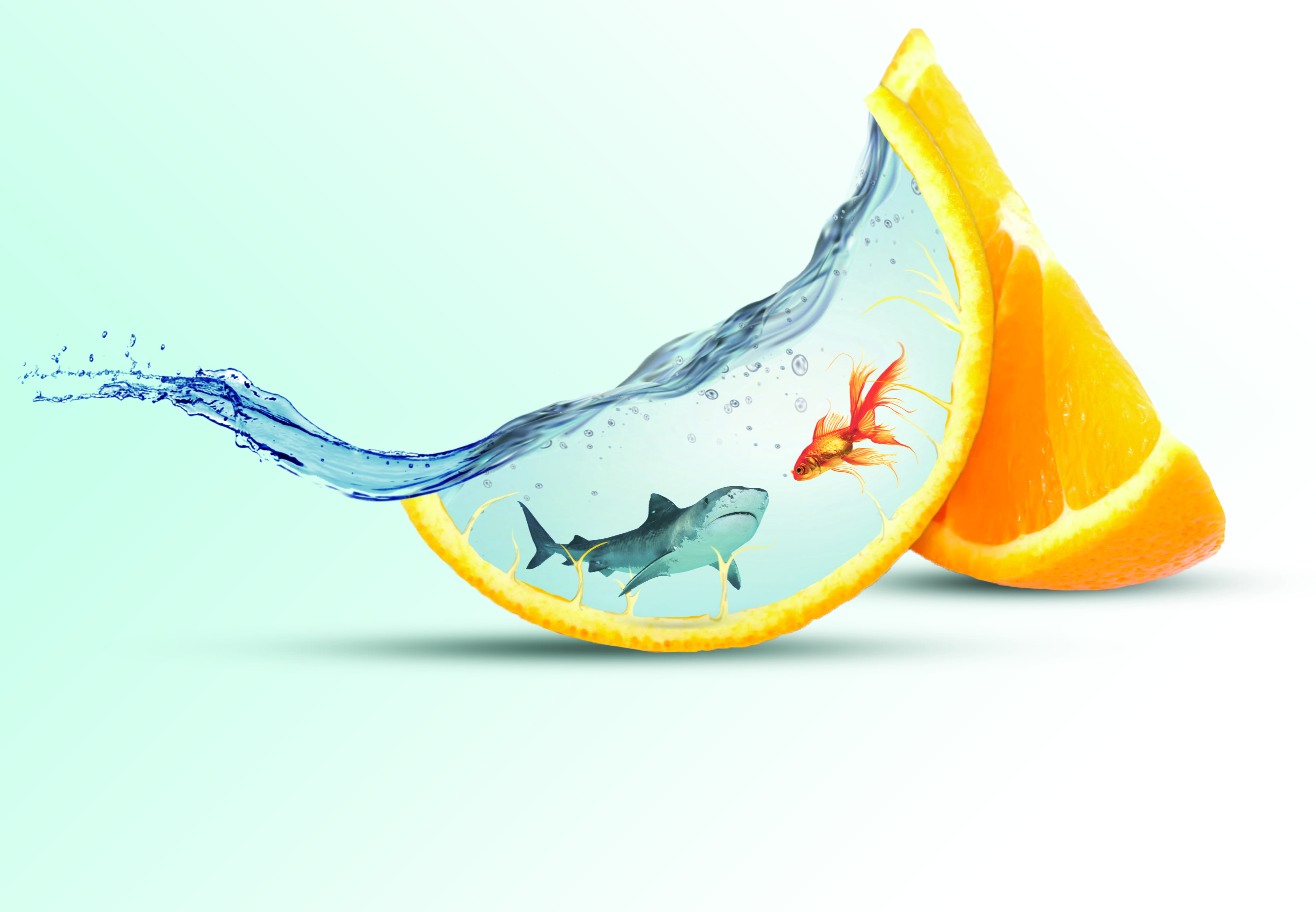 fish, shark, fruit, orange slices, water, studio shot, white background