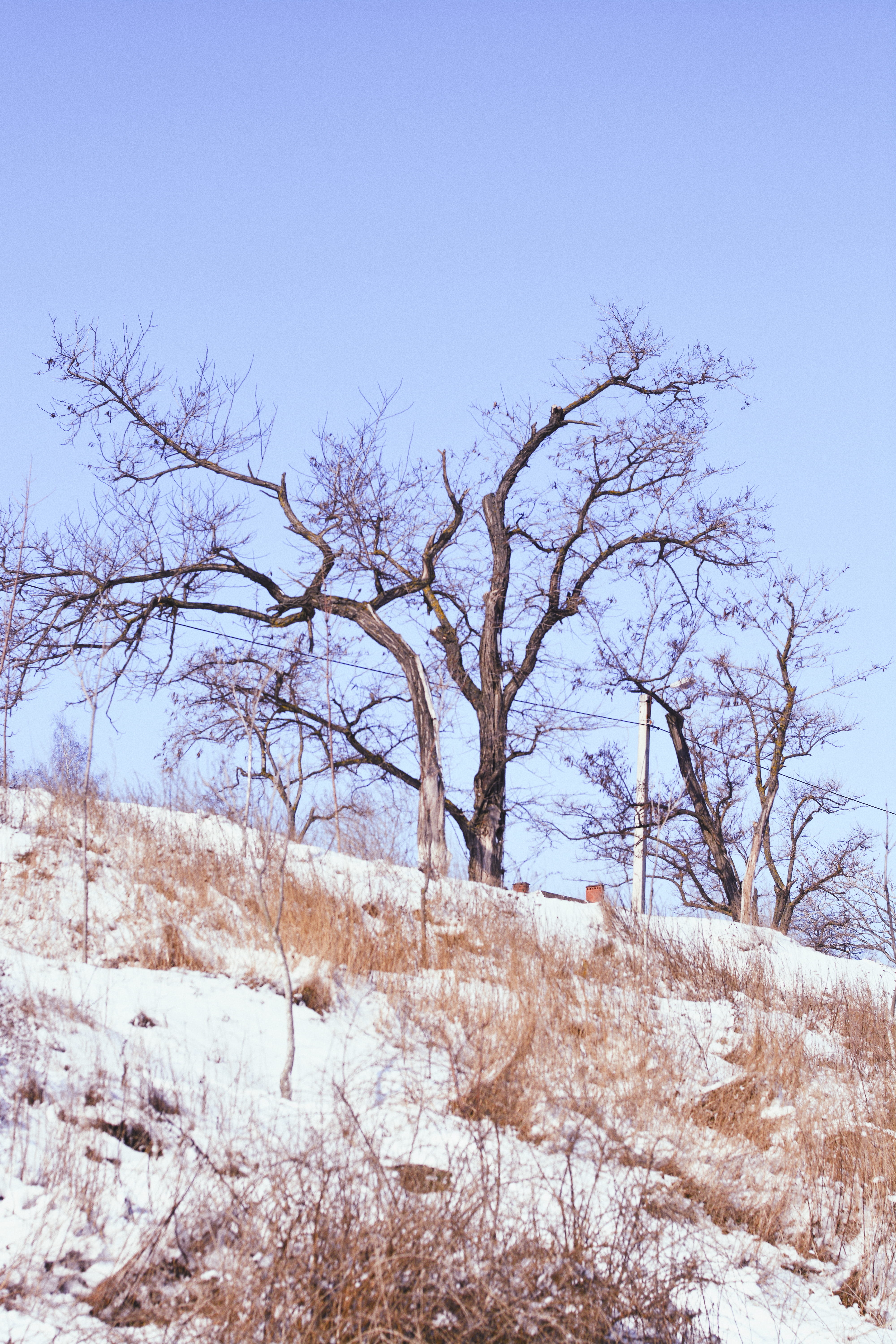 tree, snow, sky, light, wallpaper, nature, background, landscape