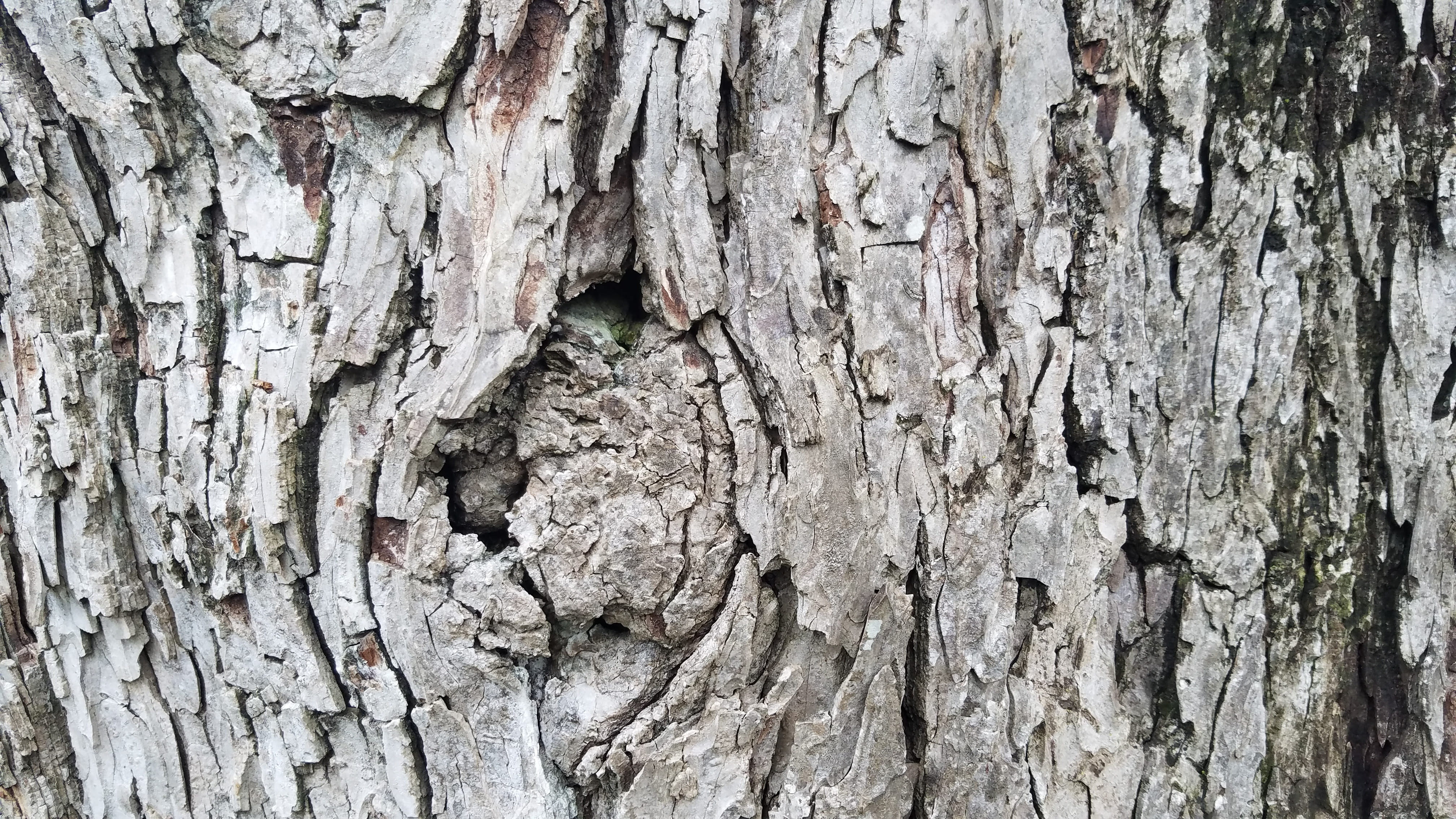 bark, rough, log, tree, wood, pattern, trunk, old, abstract