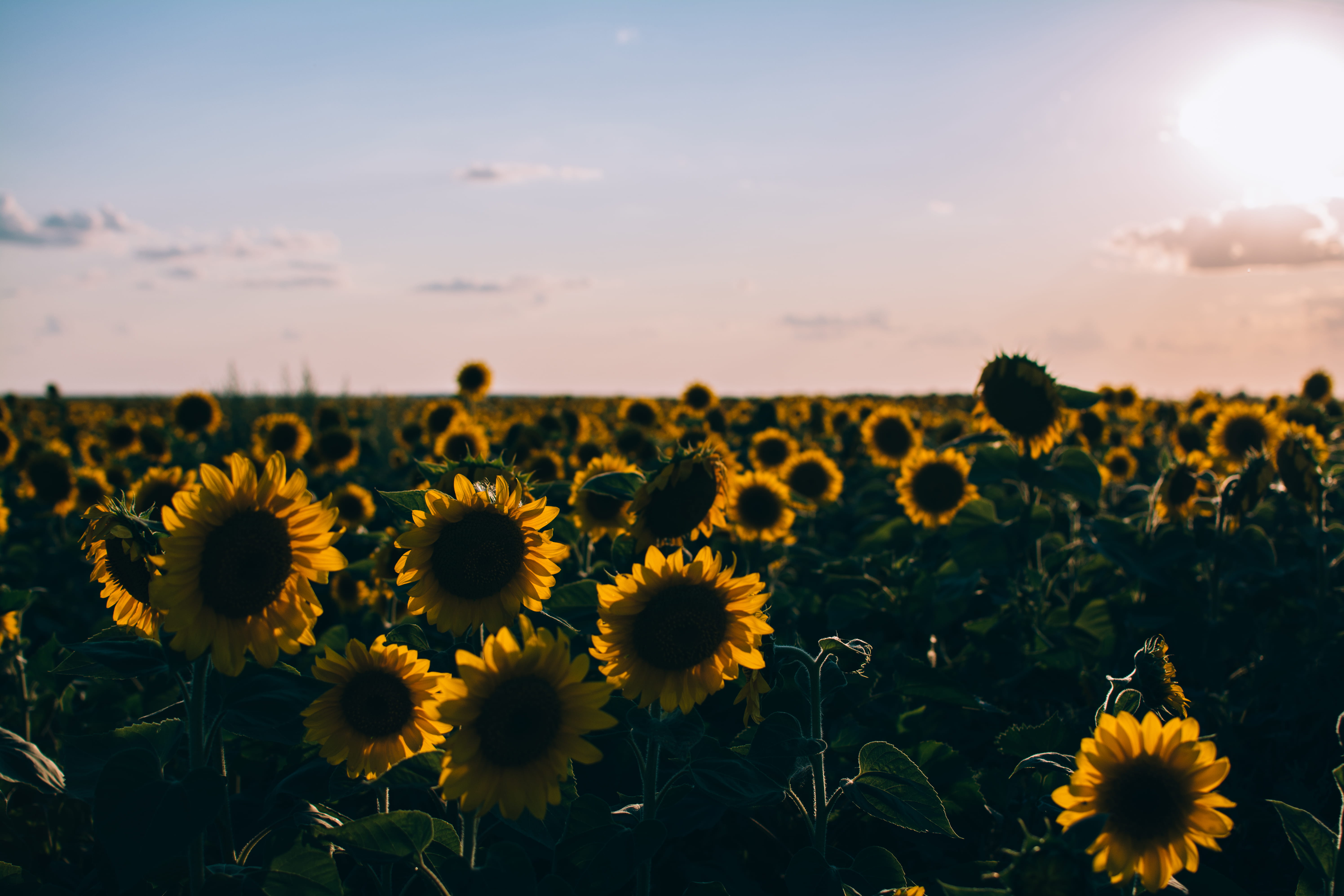 Free download | HD wallpaper: sunflower, ukraine, flowers, field ...