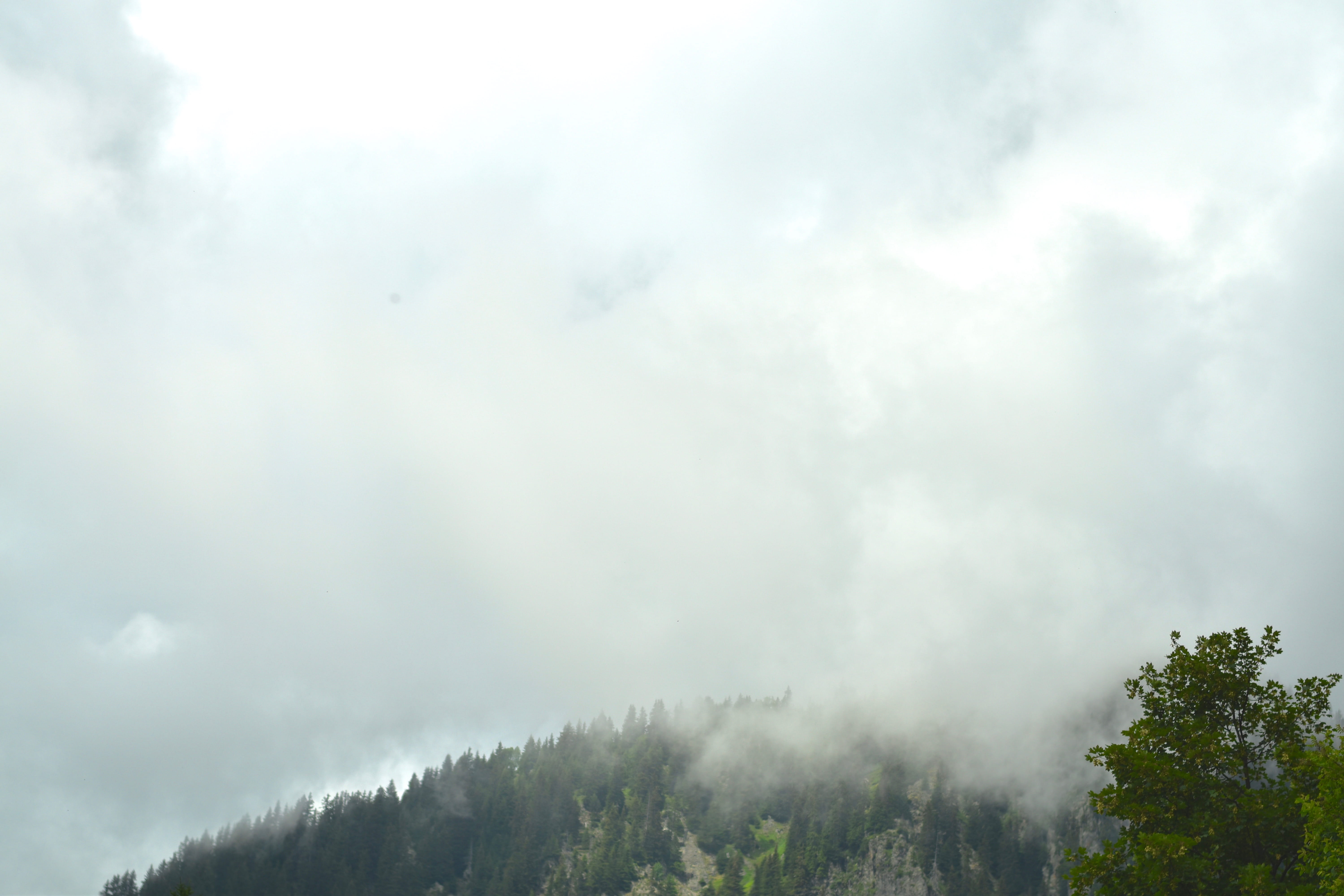 trees, forest, dramatic, clouds, fog, mountain, travel, explore
