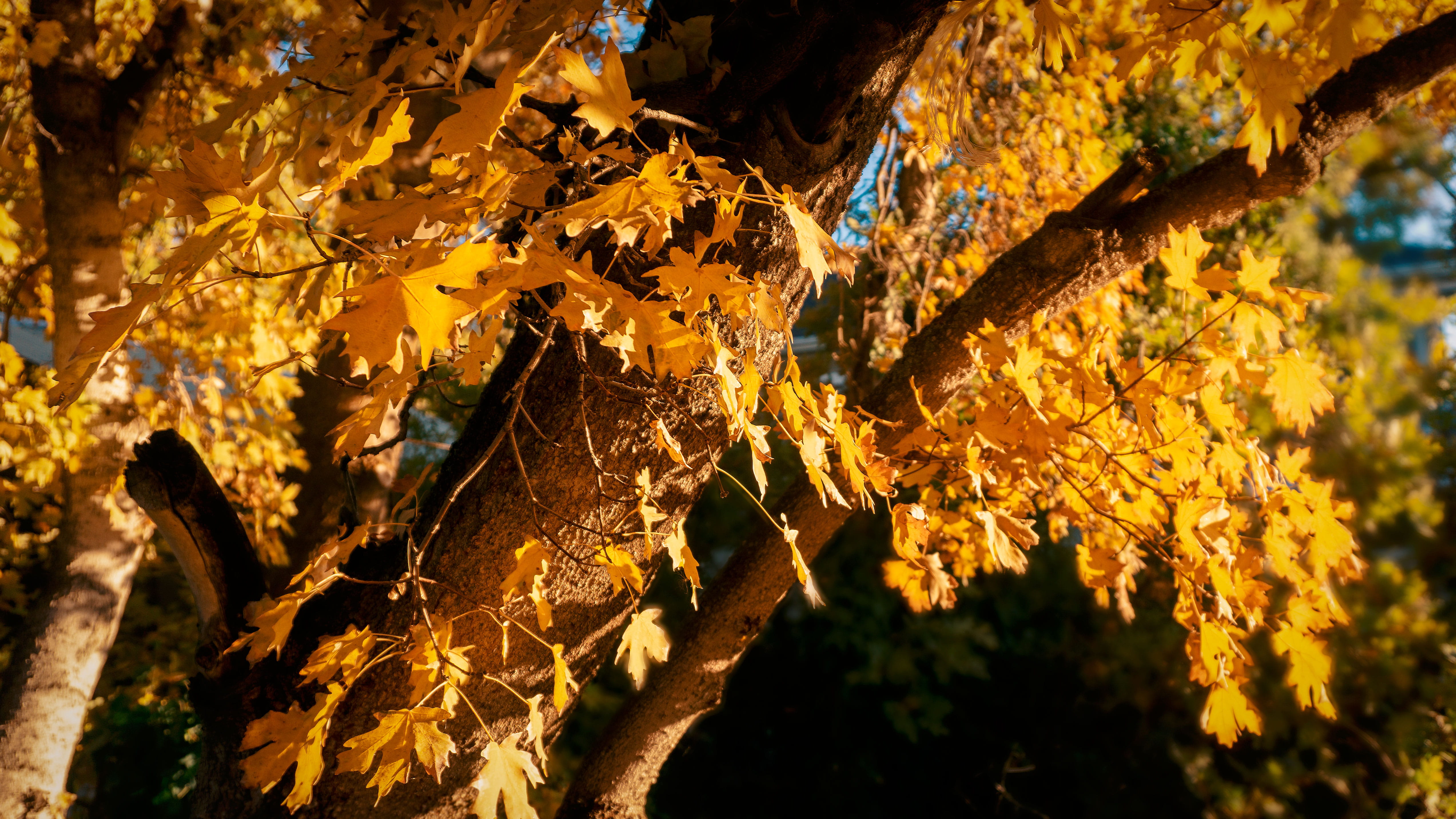 plant, leaf, tree, maple, maple leaf, tree trunk, fire, flame