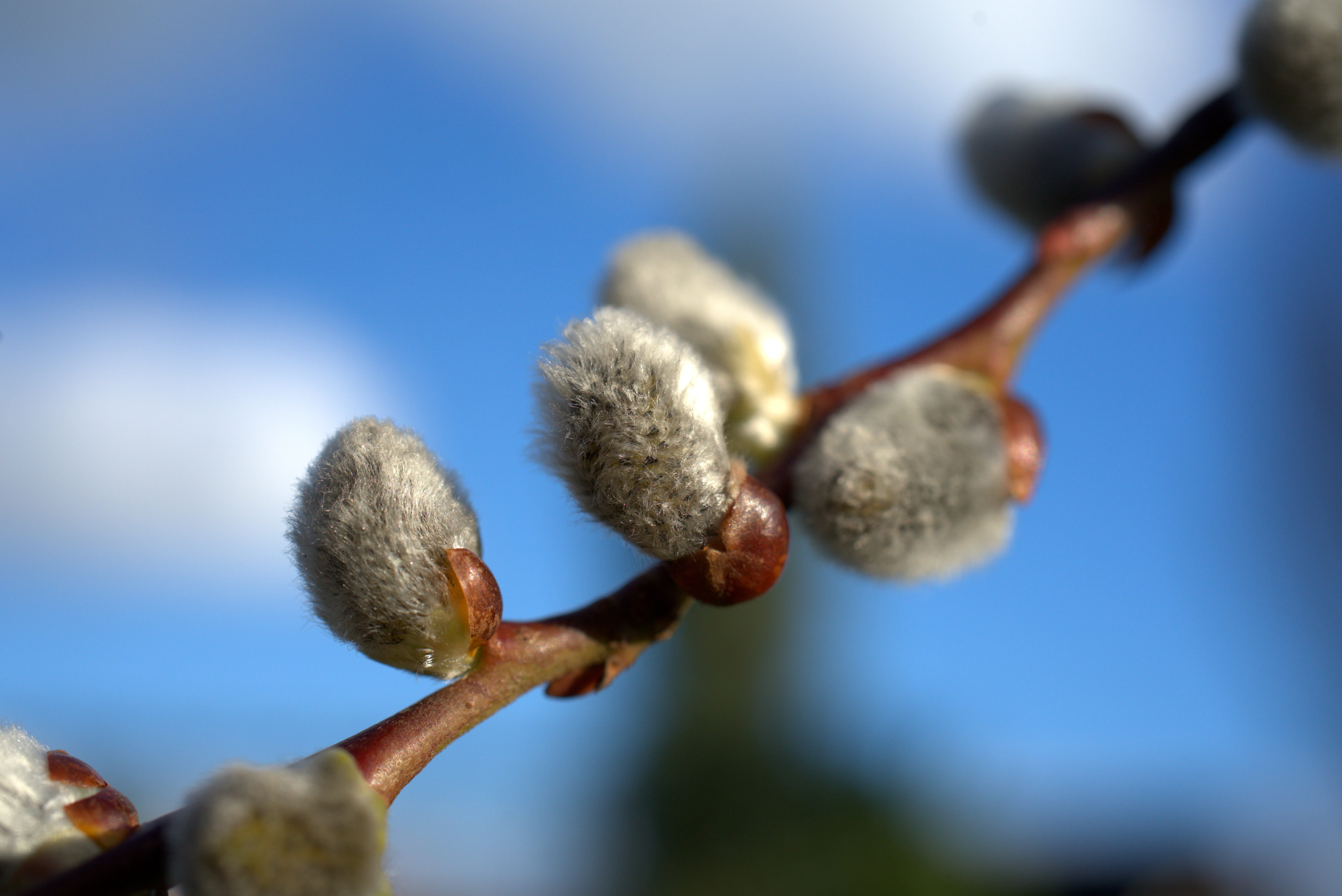 spring, willow catkin, easter, sky, green, blue, nature, clouds