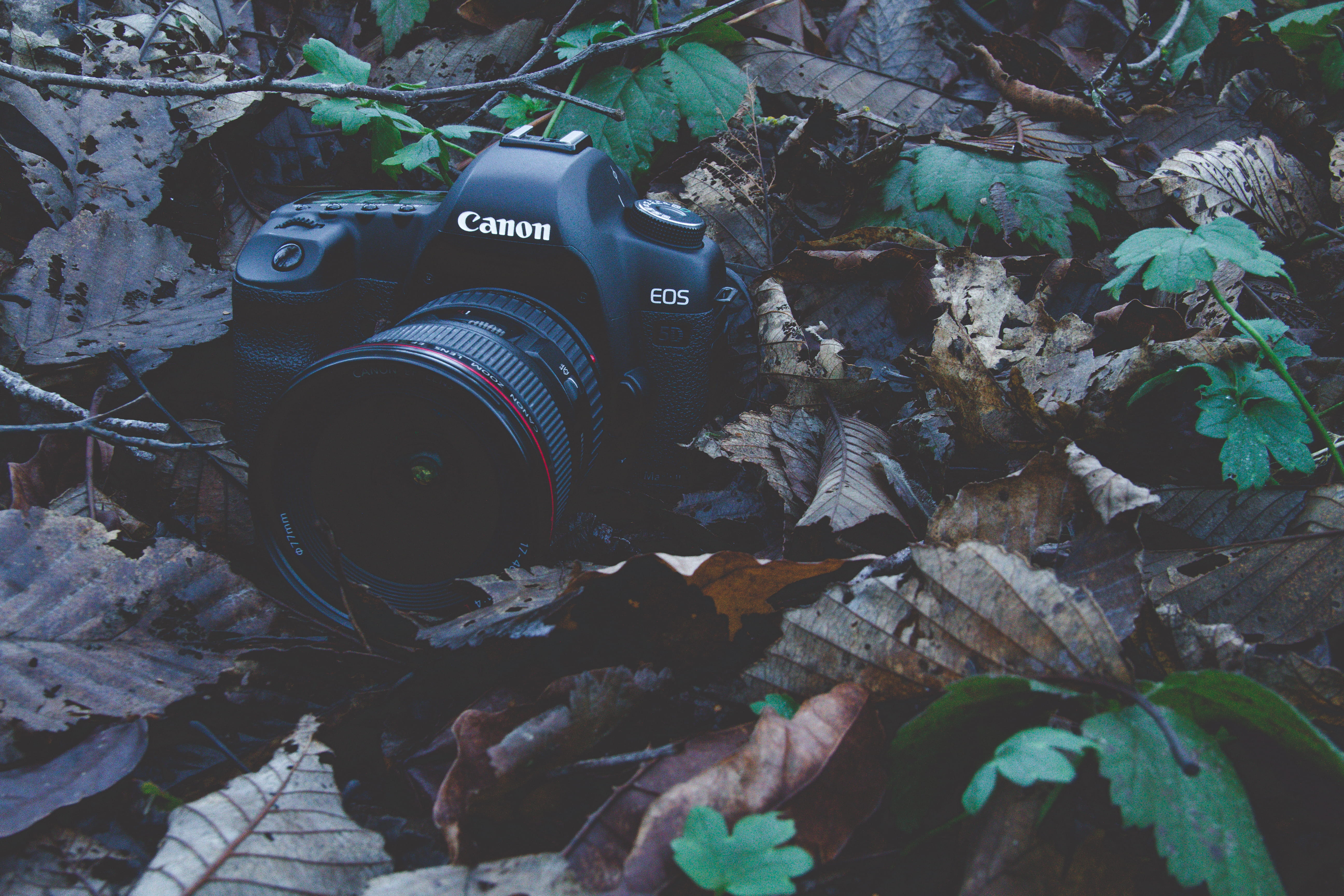 camera, electronics, photography, stream, tree, digital camera