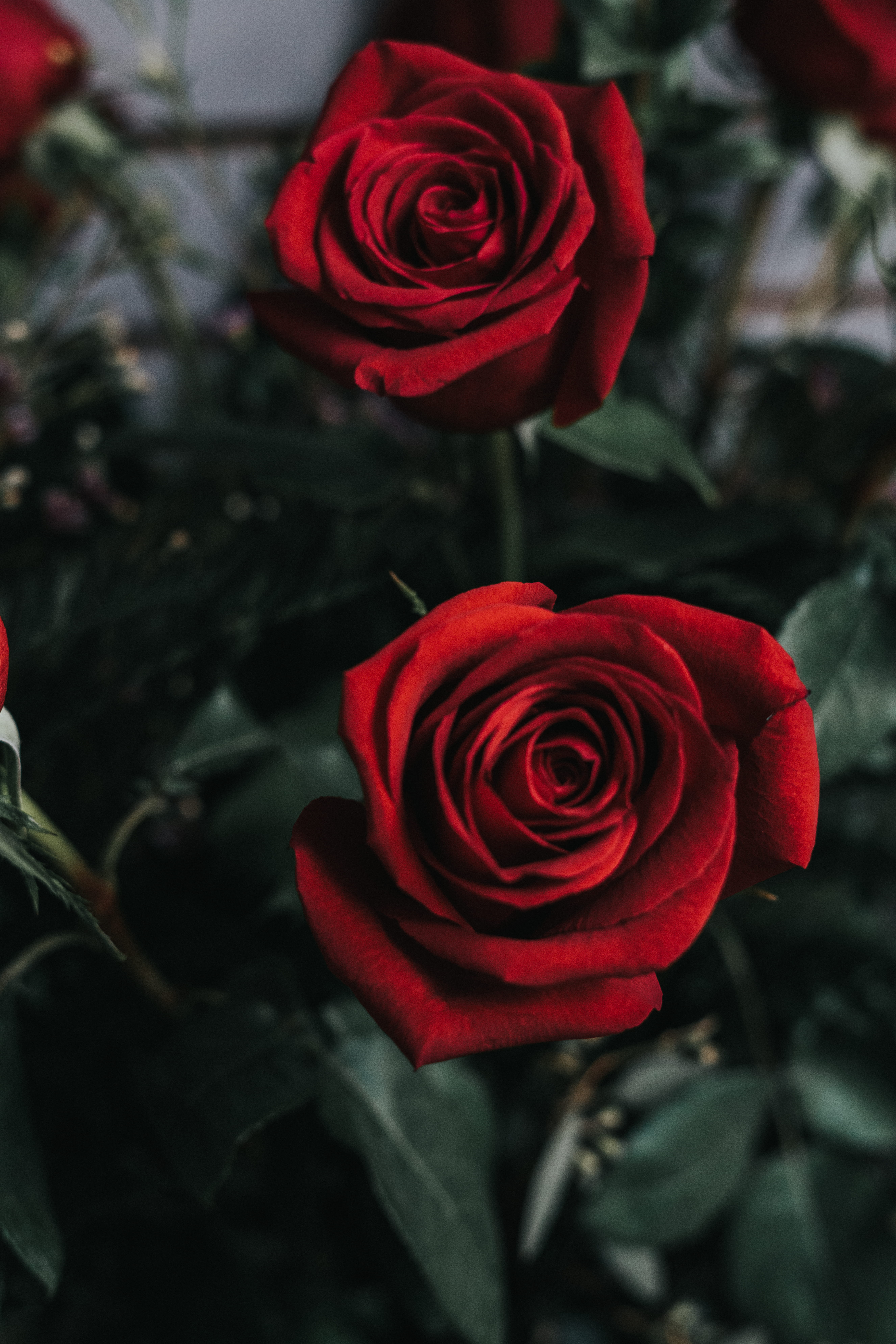 red roses, valentines day roses, wallpaper, flowers, beauty in nature
