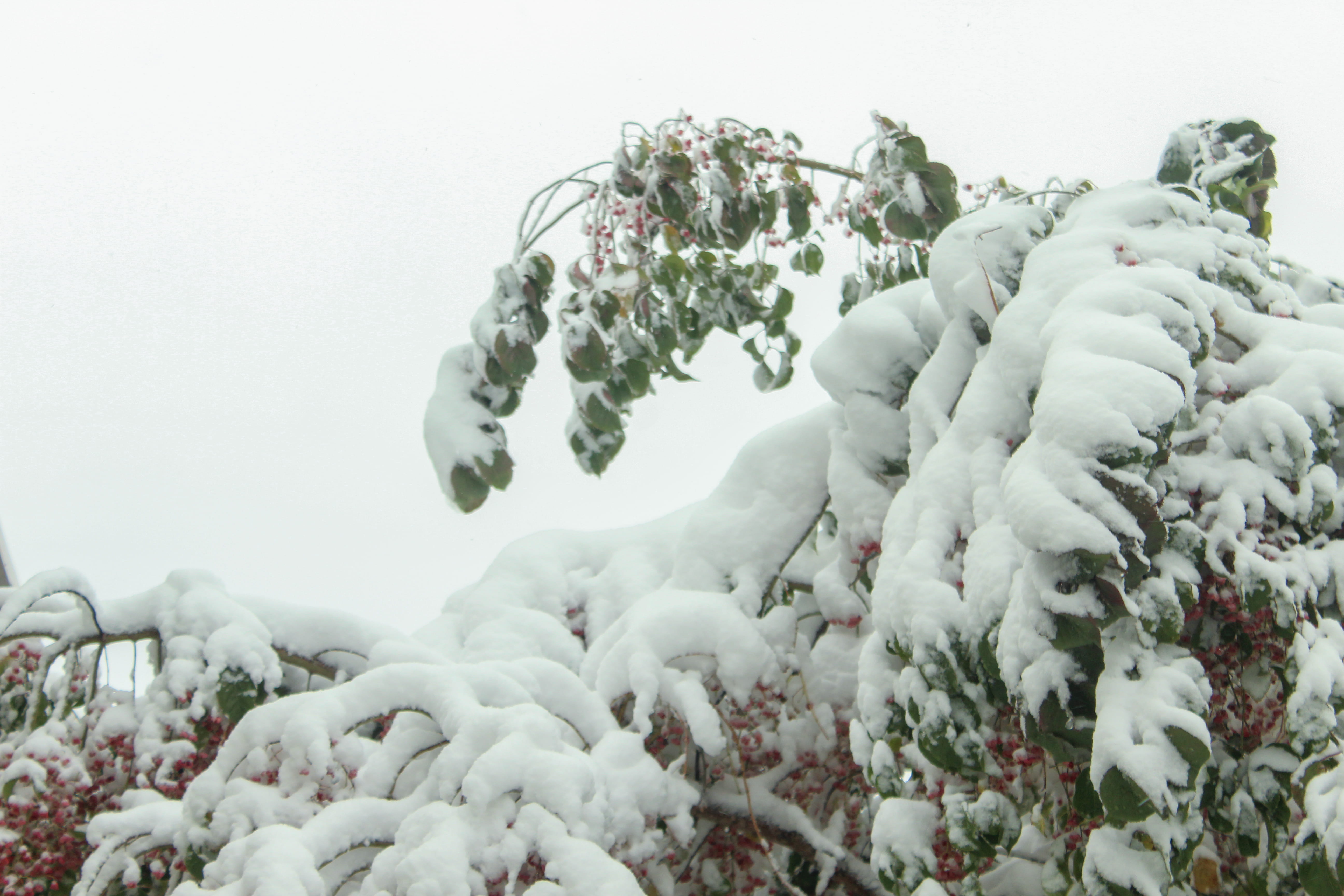 snow, winter, trees, white, branches, cold temperature, plant