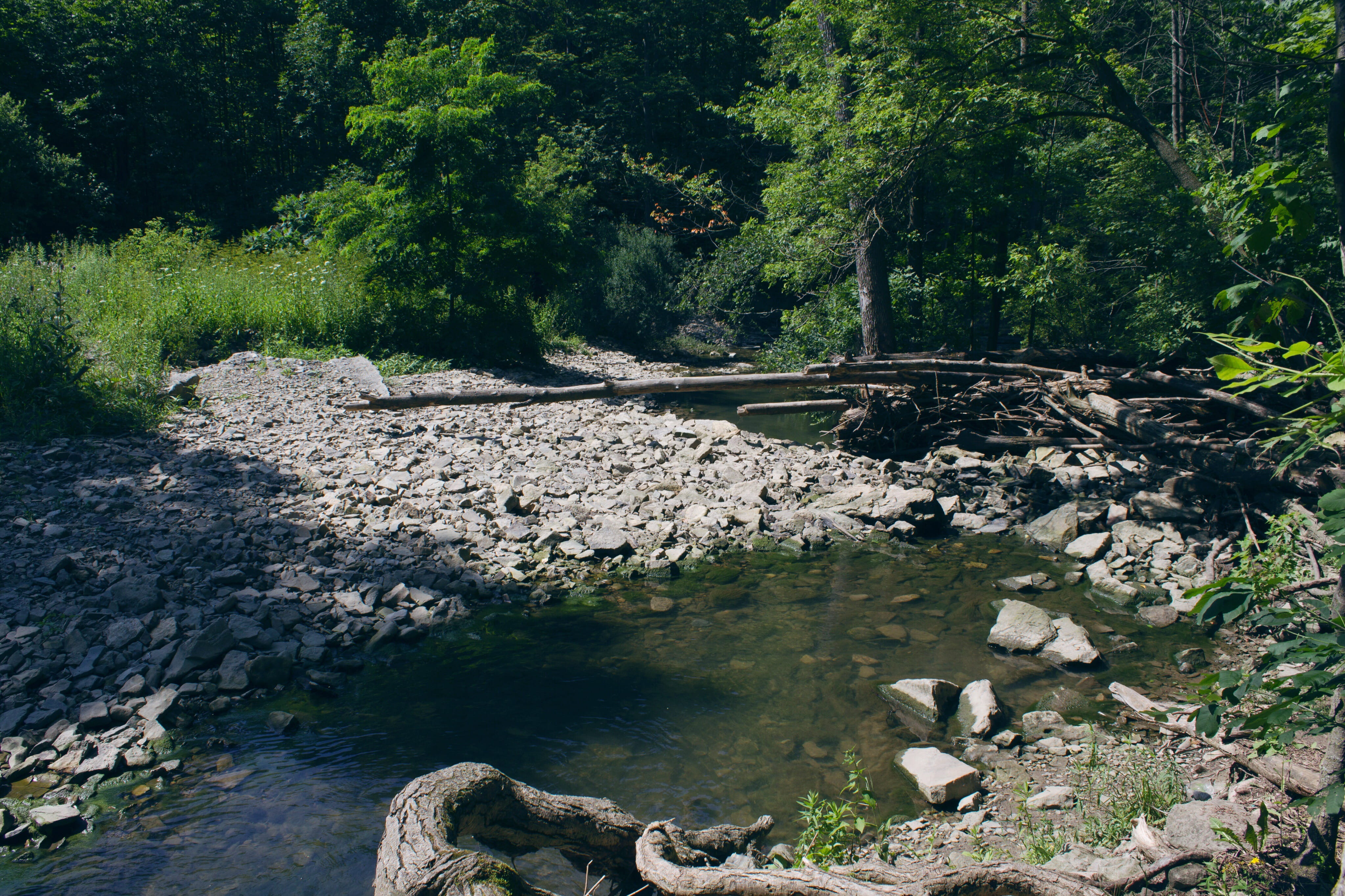 Stream Between Forest, bedrock, daylight, environment, grass