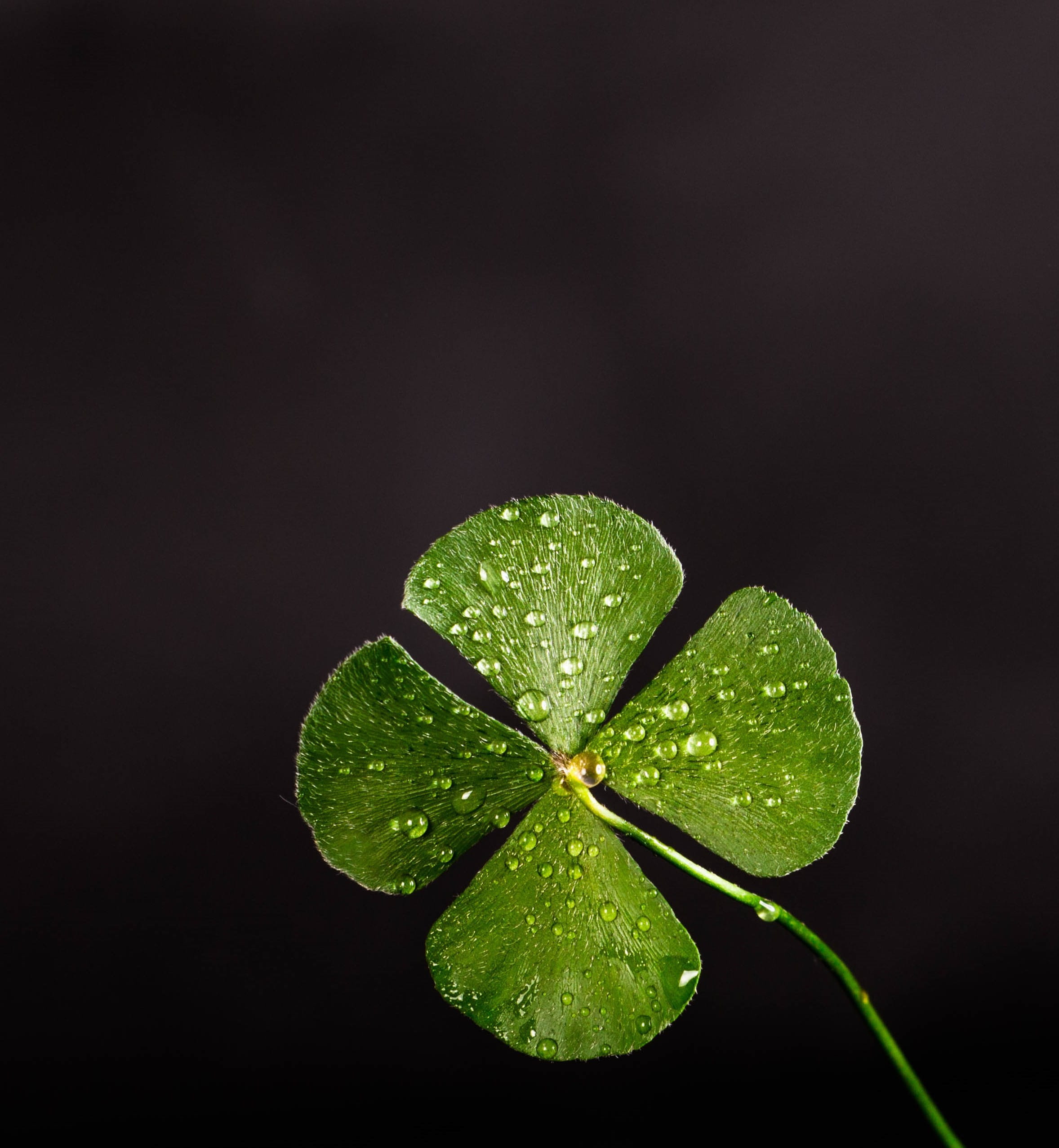 Shallow Focus Photography Of Four Leaf Clover, dew, luck, lucky