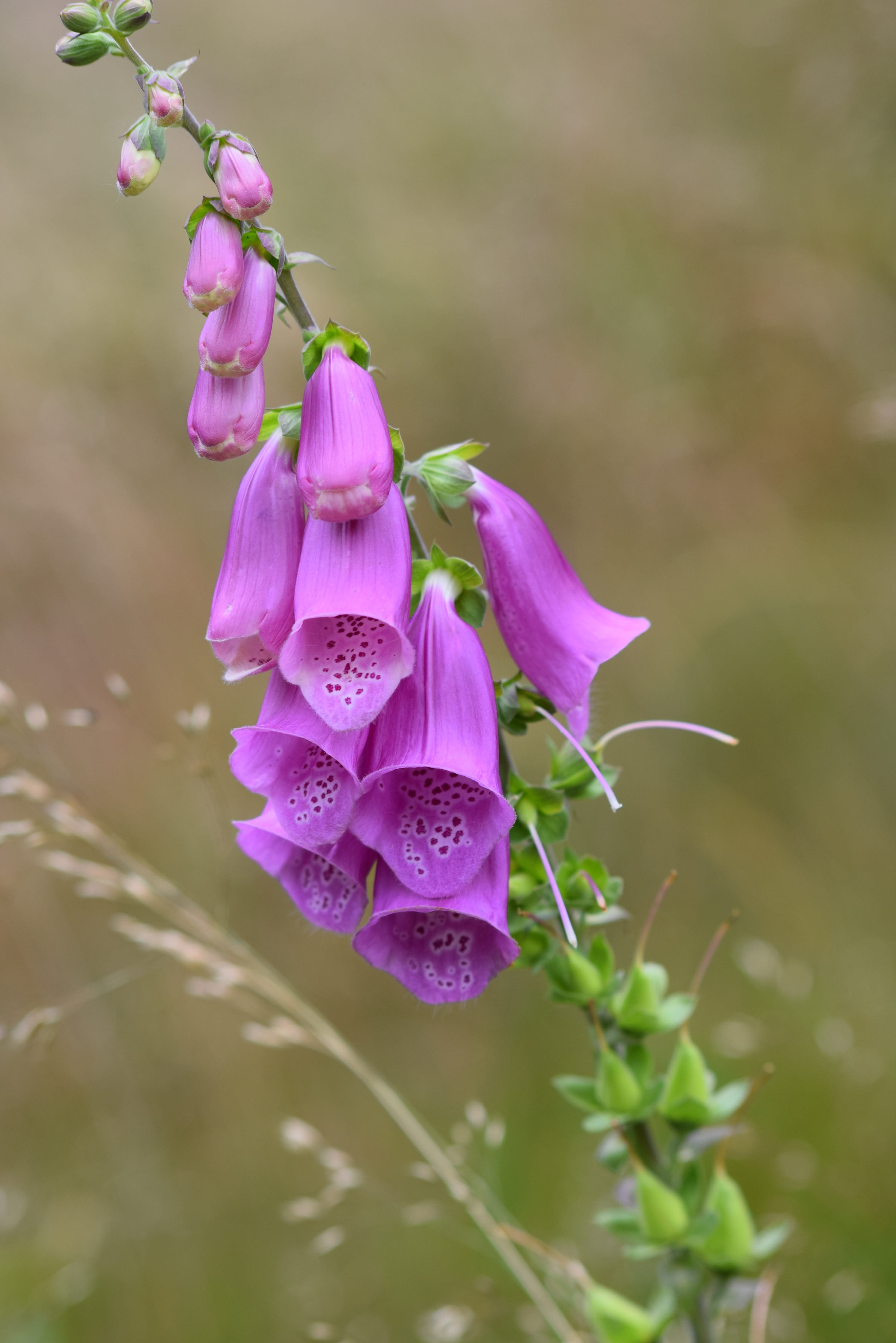 thimble, forest, flower, flowering plant, vulnerability, fragility