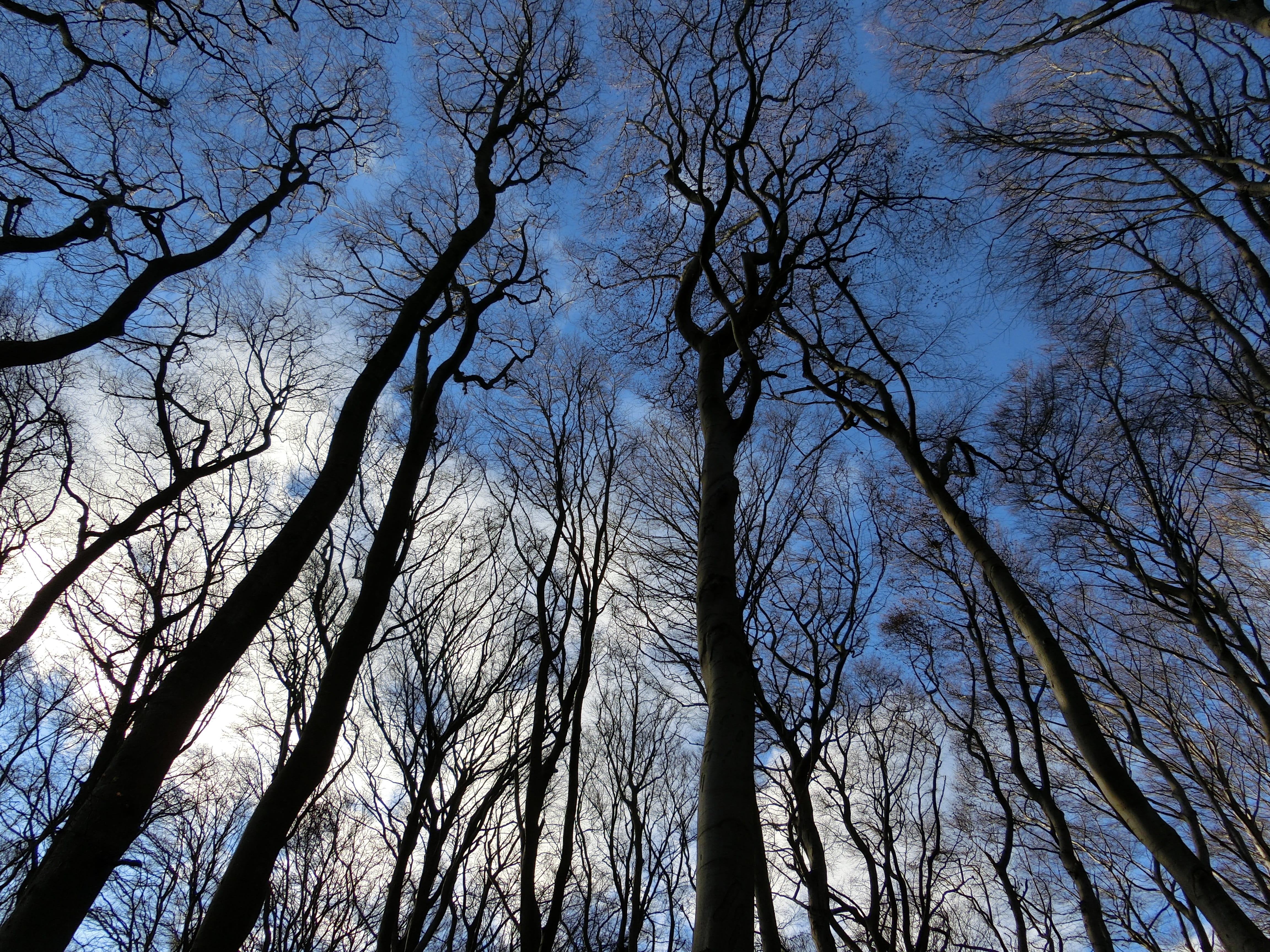 Trees Under Blue Sky, branches, plant, low angle view, bare tree