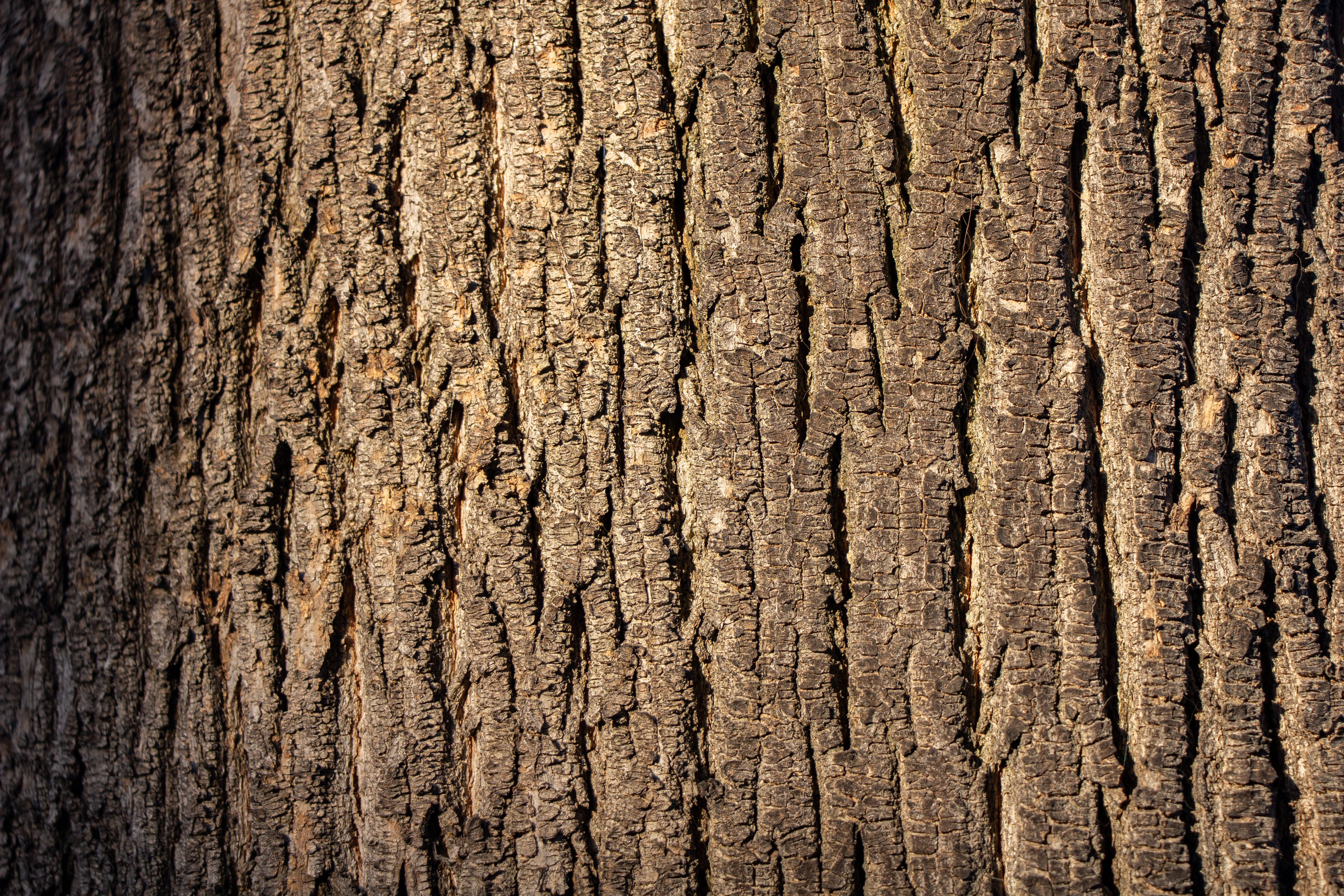 wood texture, tree, pattern, nature, material, textured, backgrounds