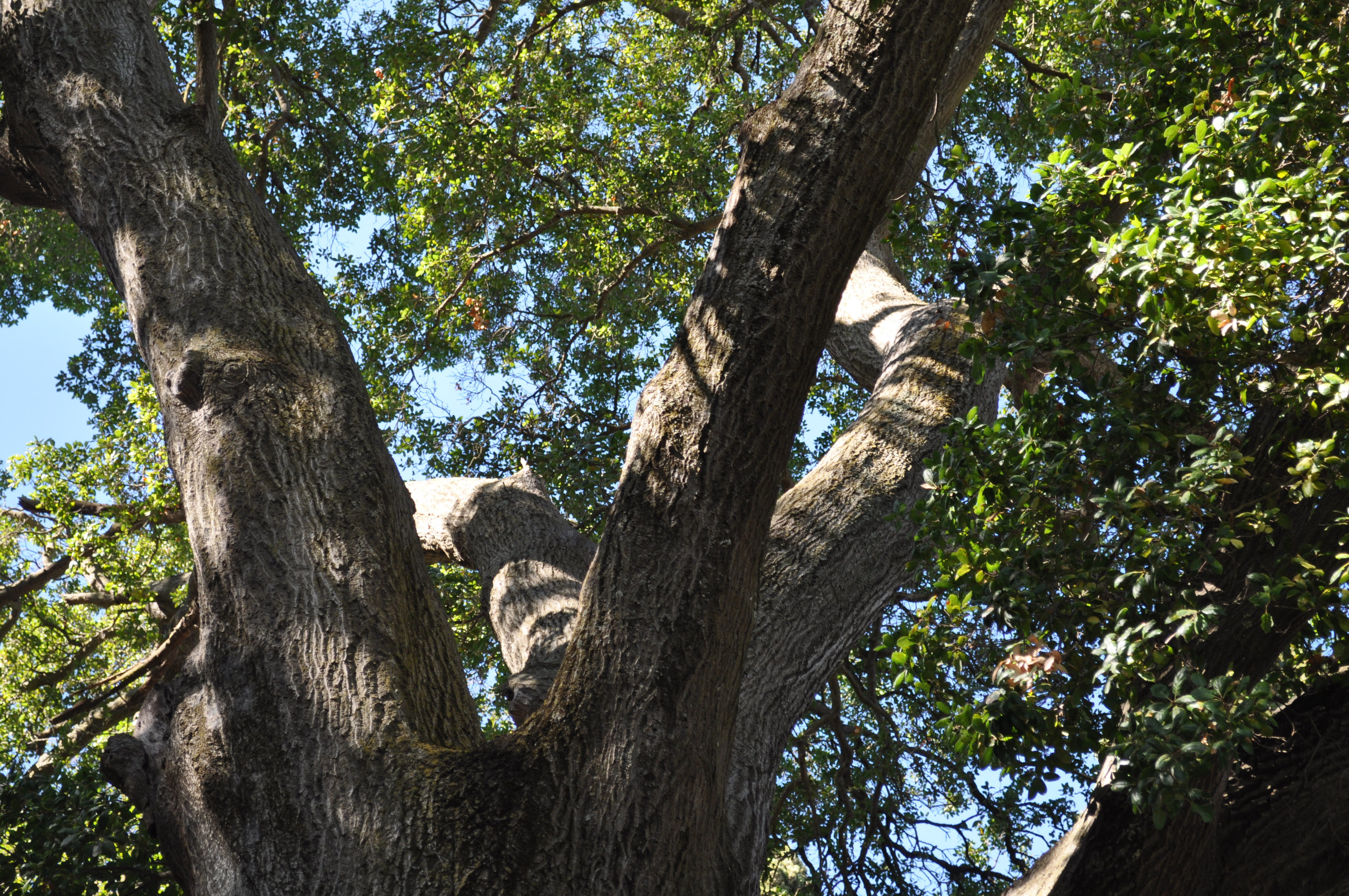 trees, sky, plant, trunk, tree trunk, low angle view, growth