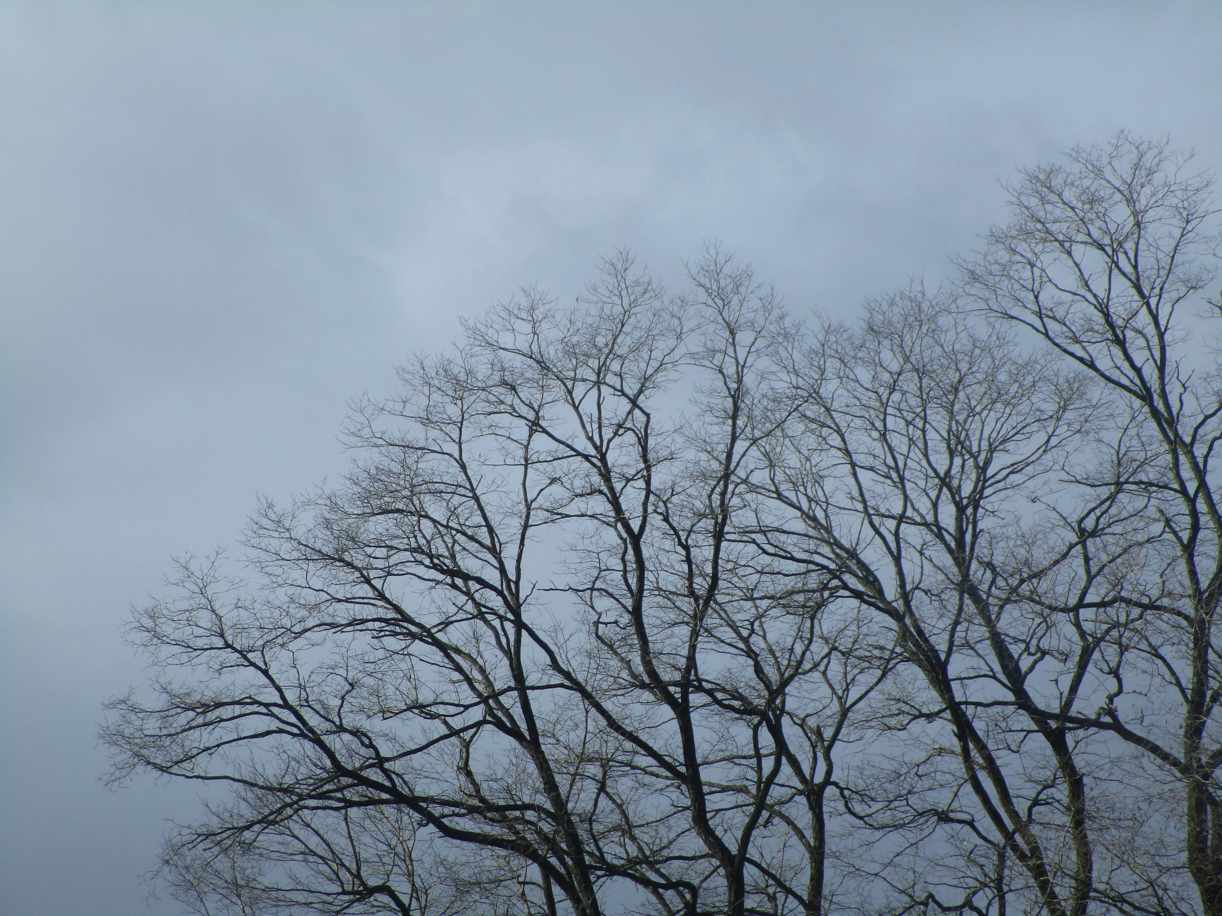 tree, branches, overcast, cloud, winter, bare tree, low angle view