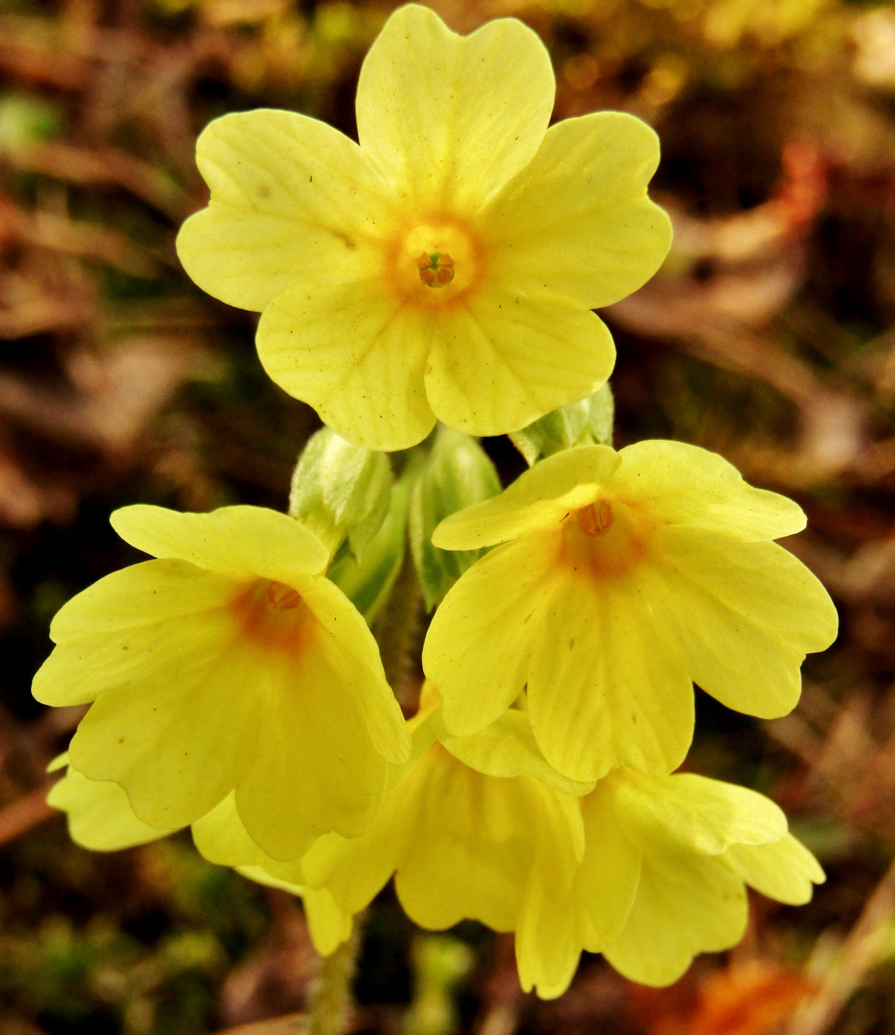 cowslip, yellow, nature, spring, close up, flowers, primula