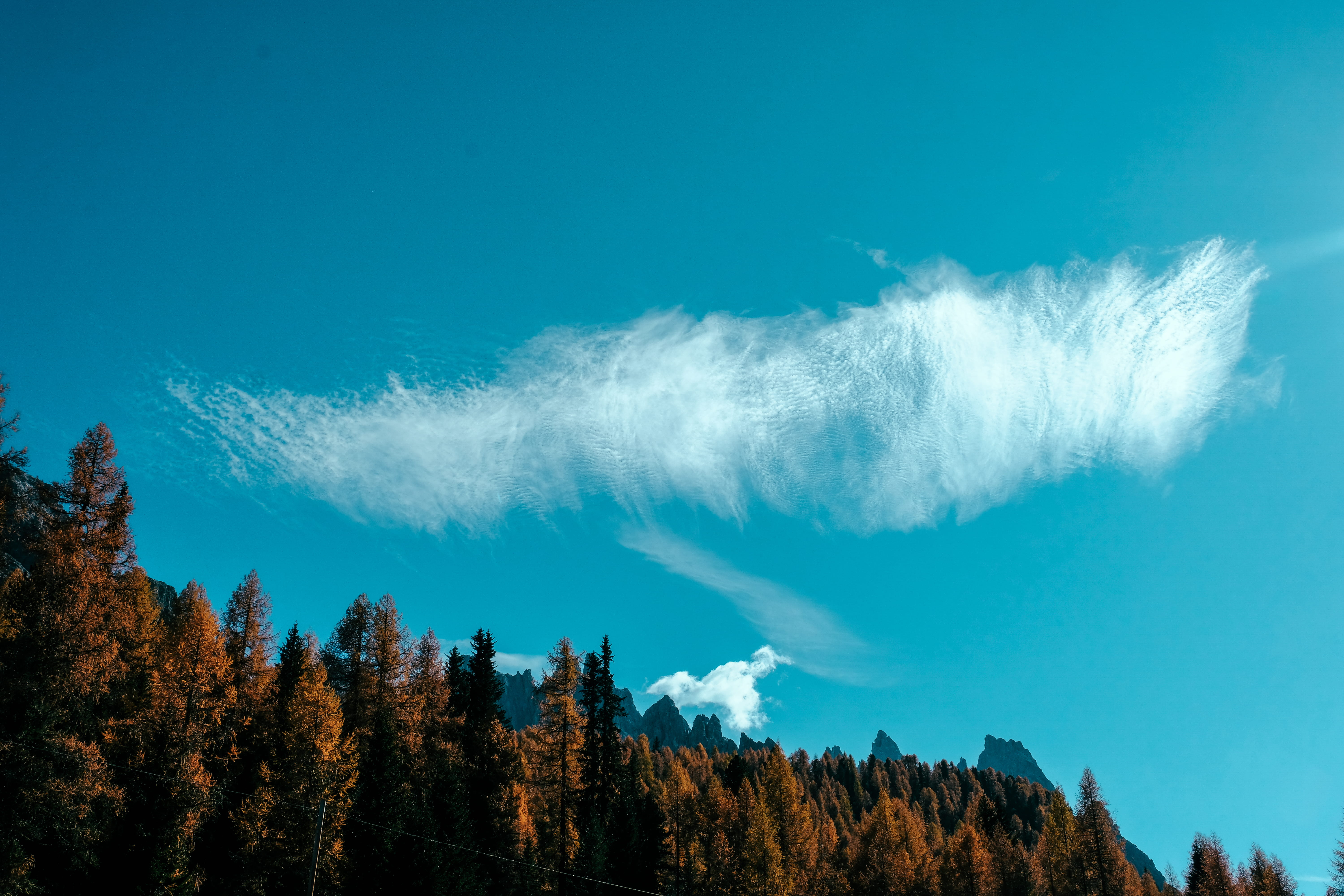 Tall Trees Under Blue Sky, bright, clouds, daylight, environment