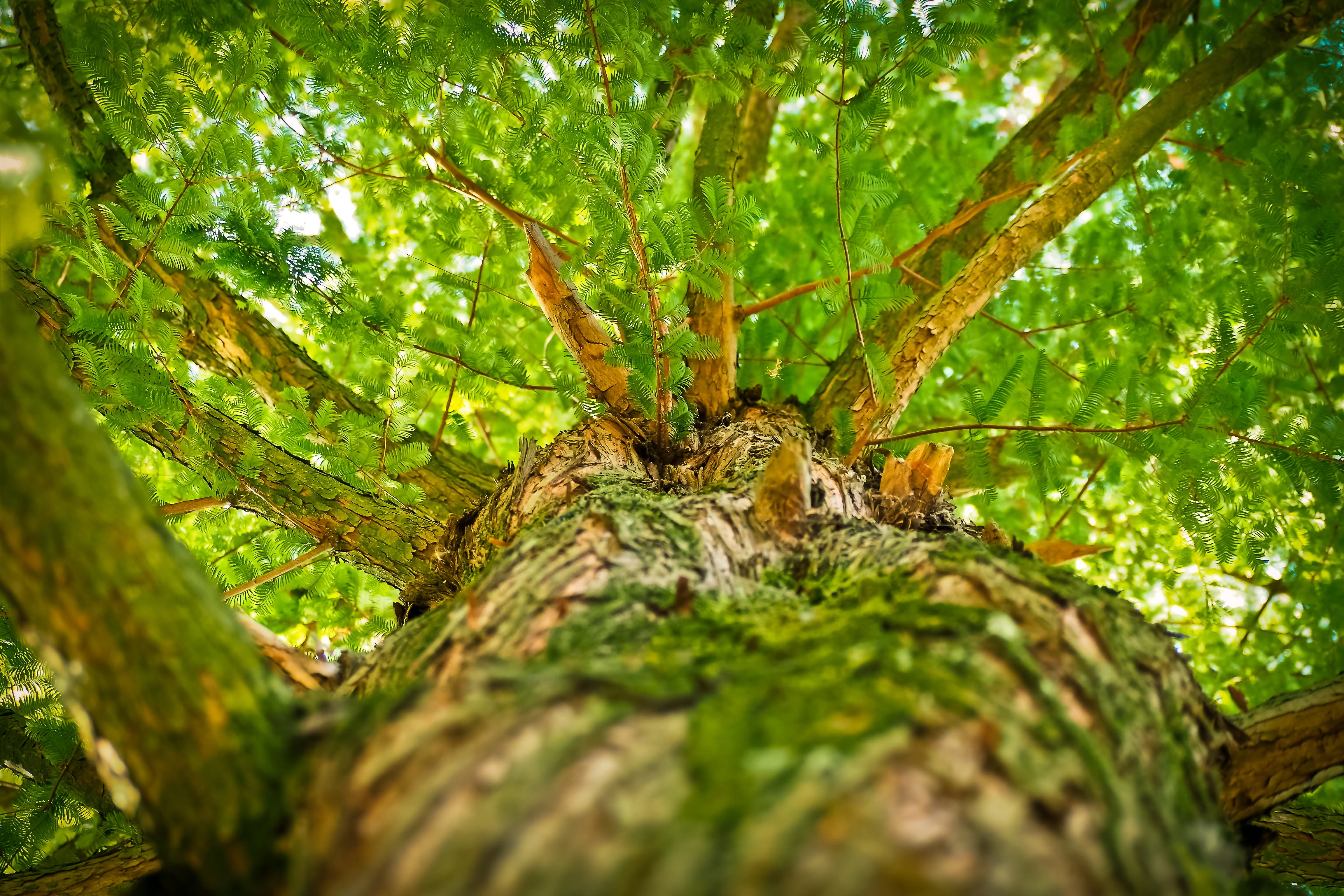 Green Tree Low-angle Photography, branches, perspective, tree bark