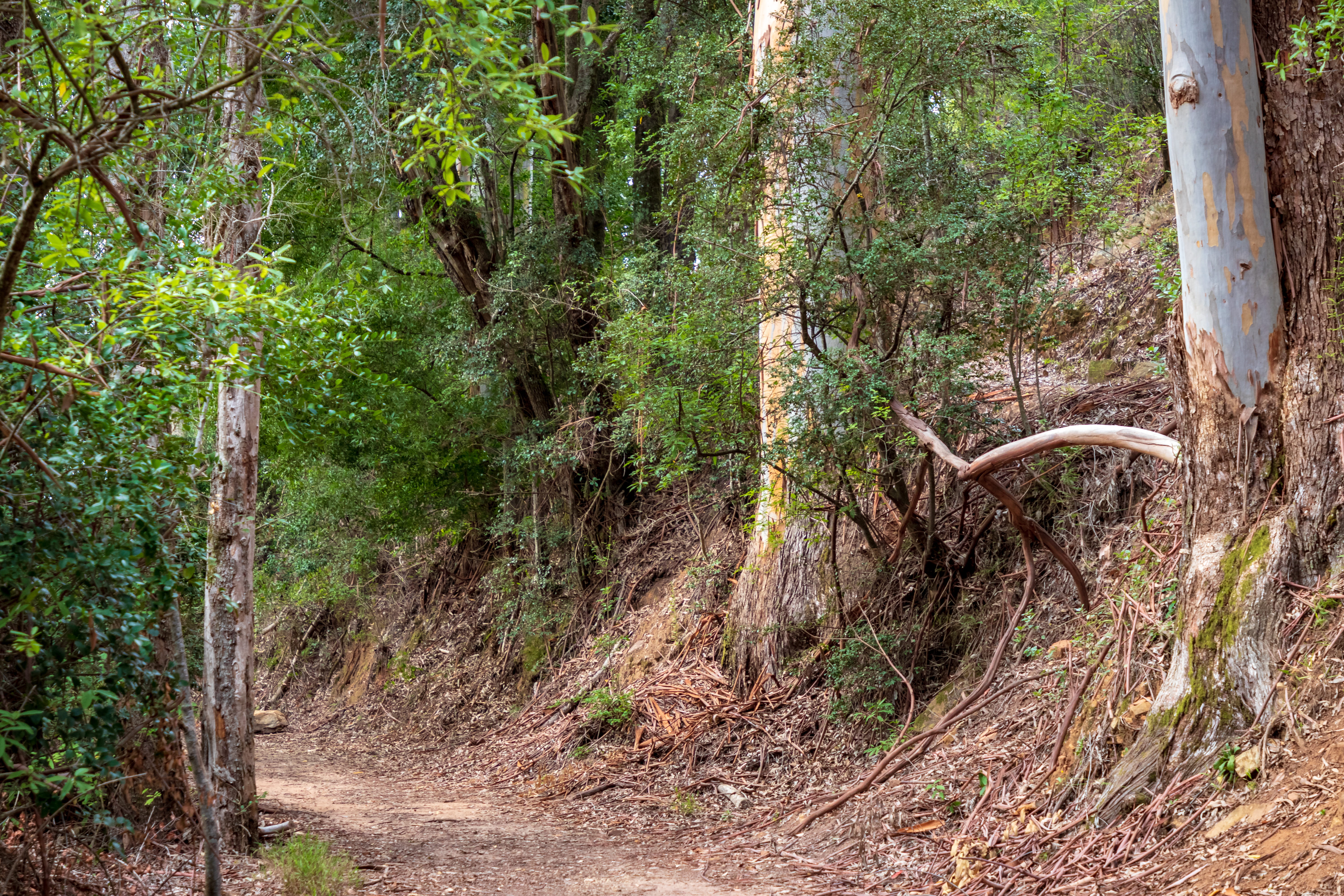 trail between green-leafed trees, plant, forest, land, growth