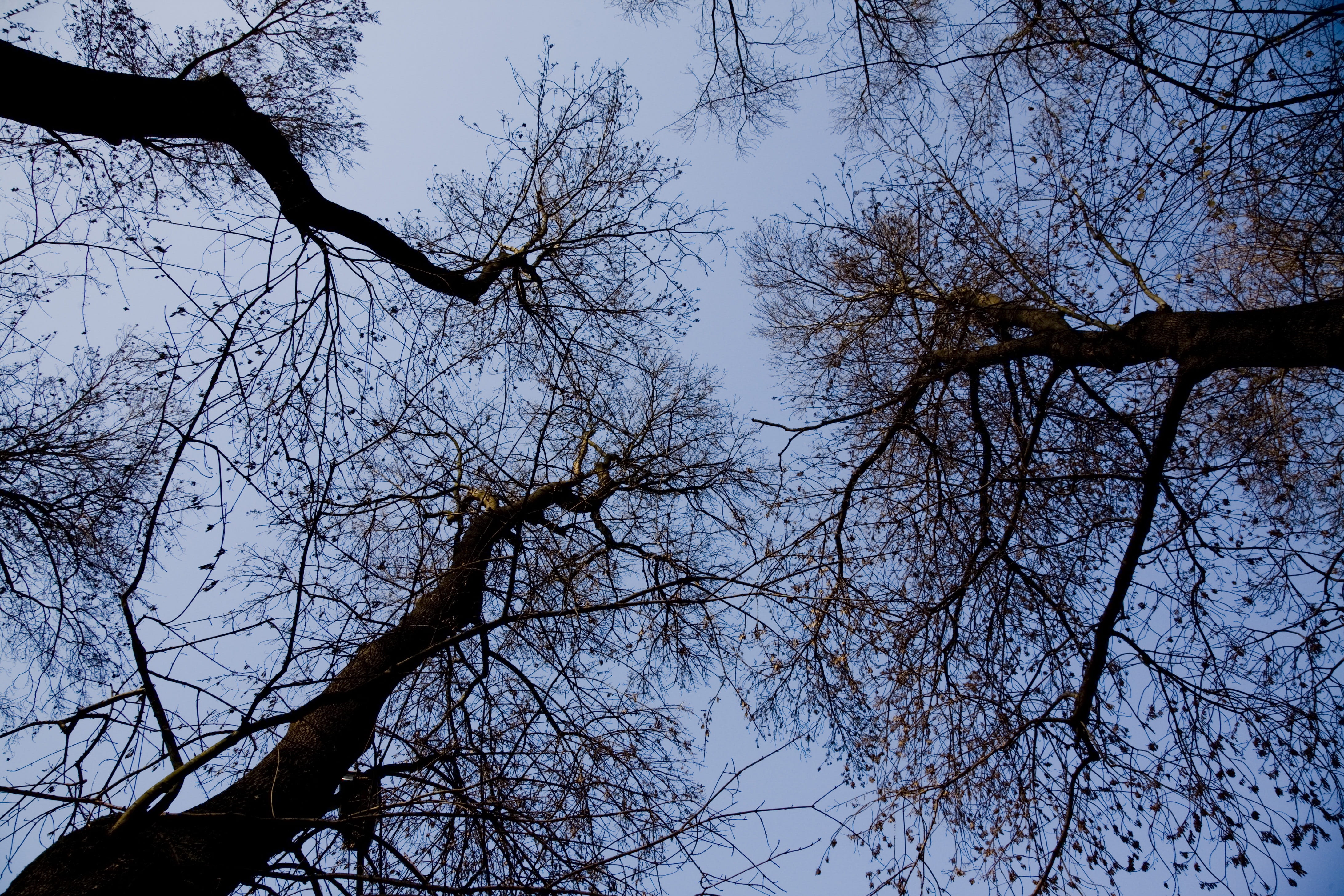 tree, nature, branches, sky, clouds, low angle view, plant