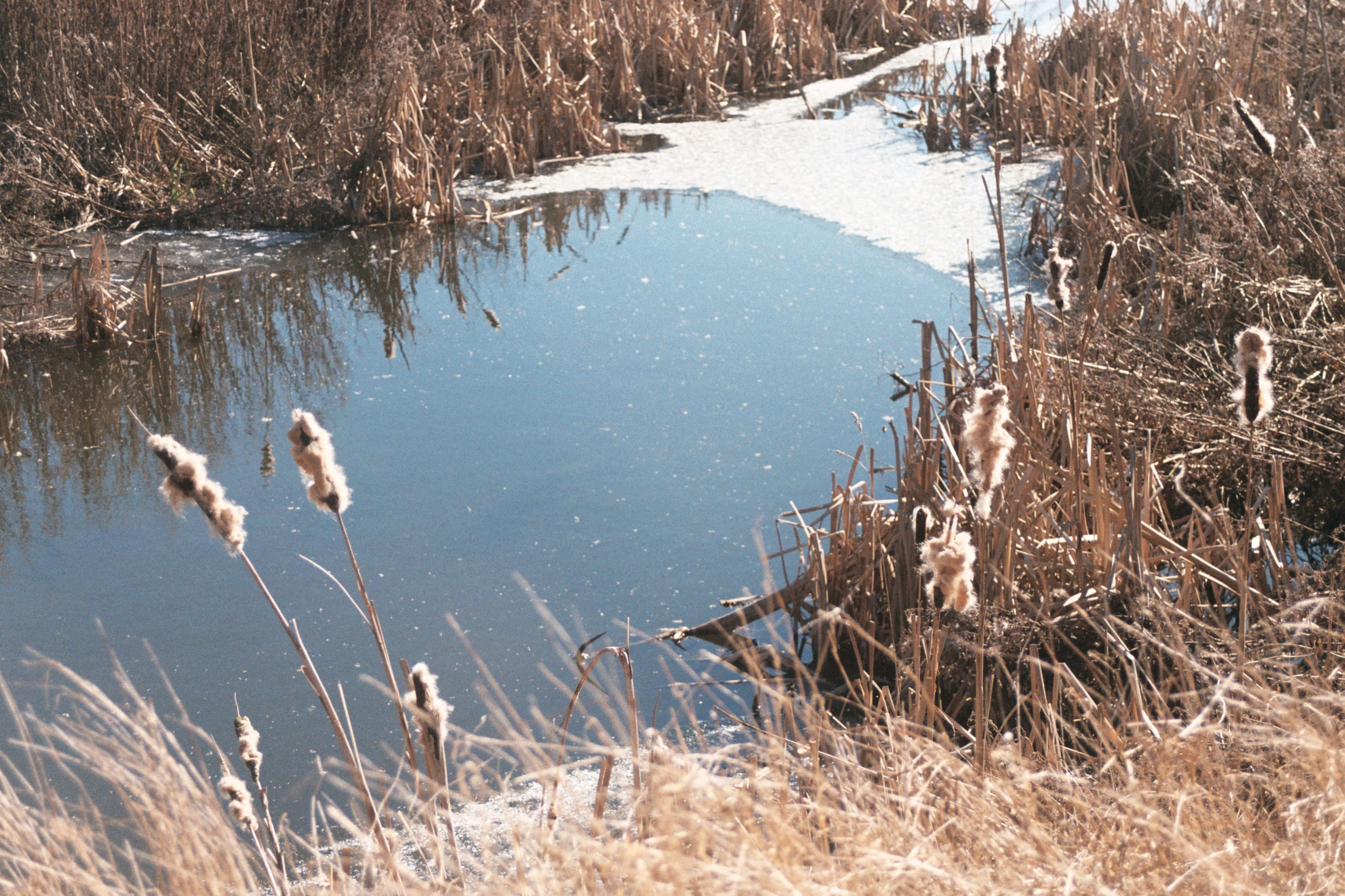 pond view, water, lake, reflection, winter, cold temperature
