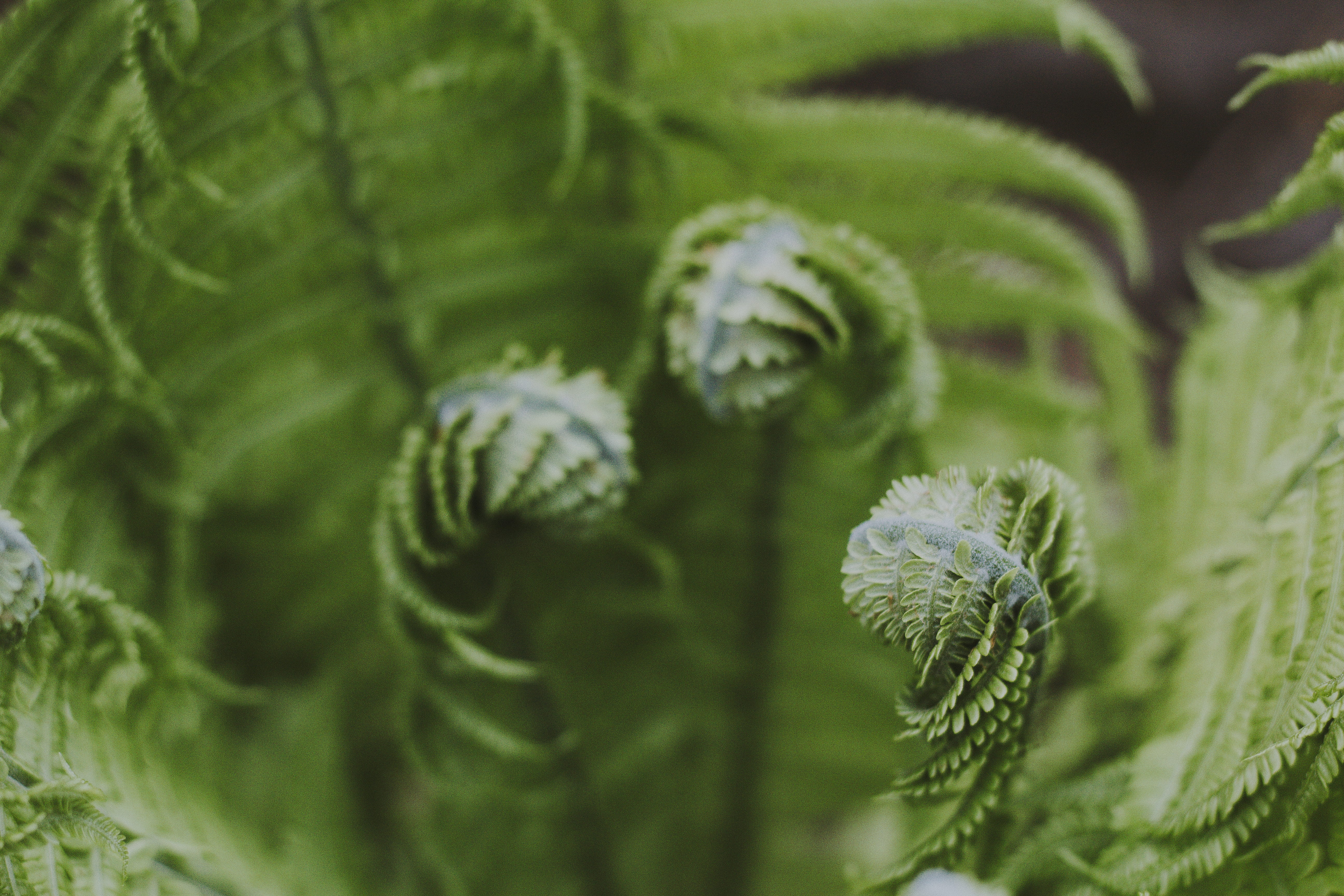 Close-up Photography of Green Fern Plant, blur, botanical, bright