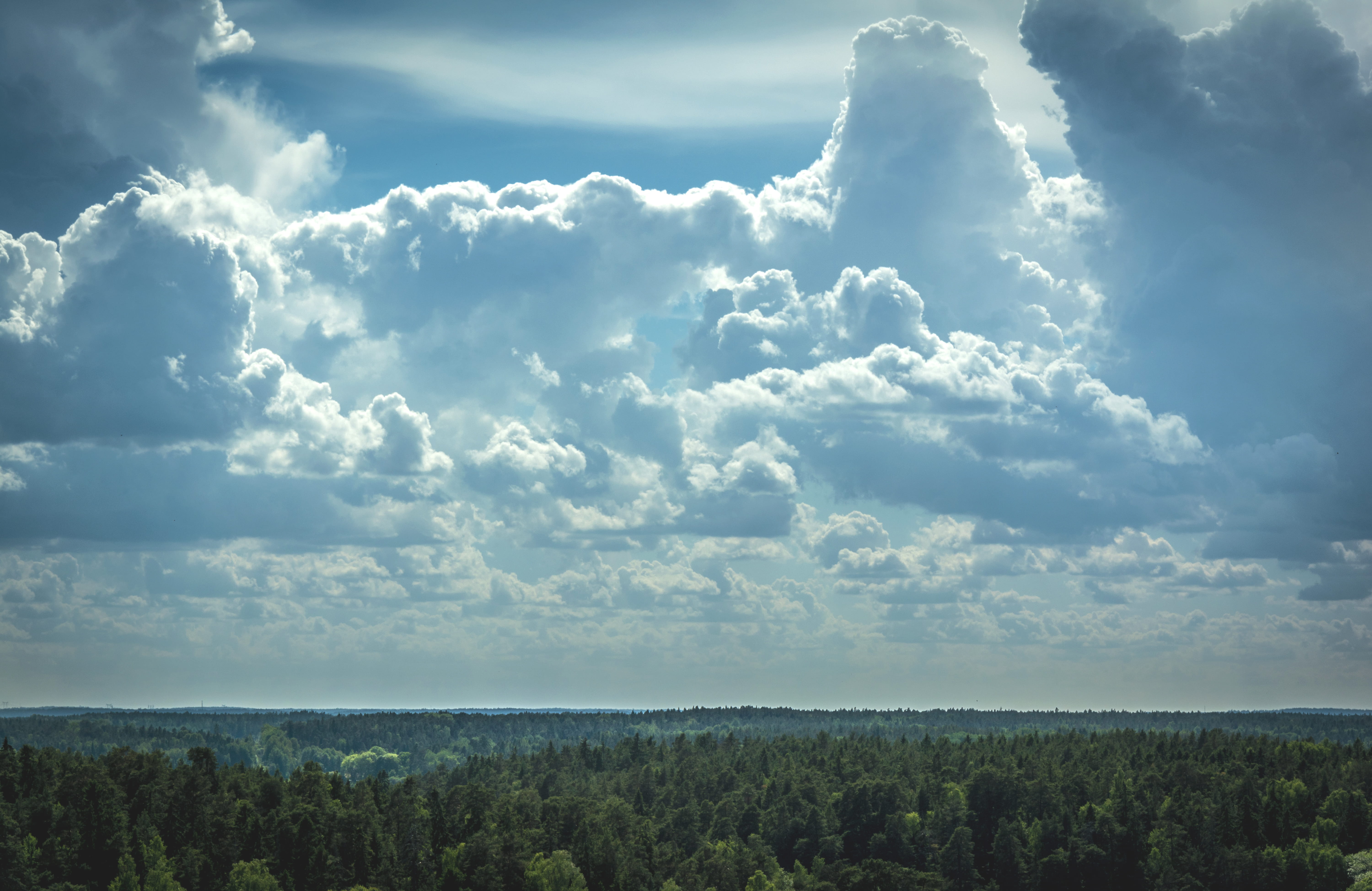 trees, sky, cloud, clouds, cloudy, cloudscape, forest, summer