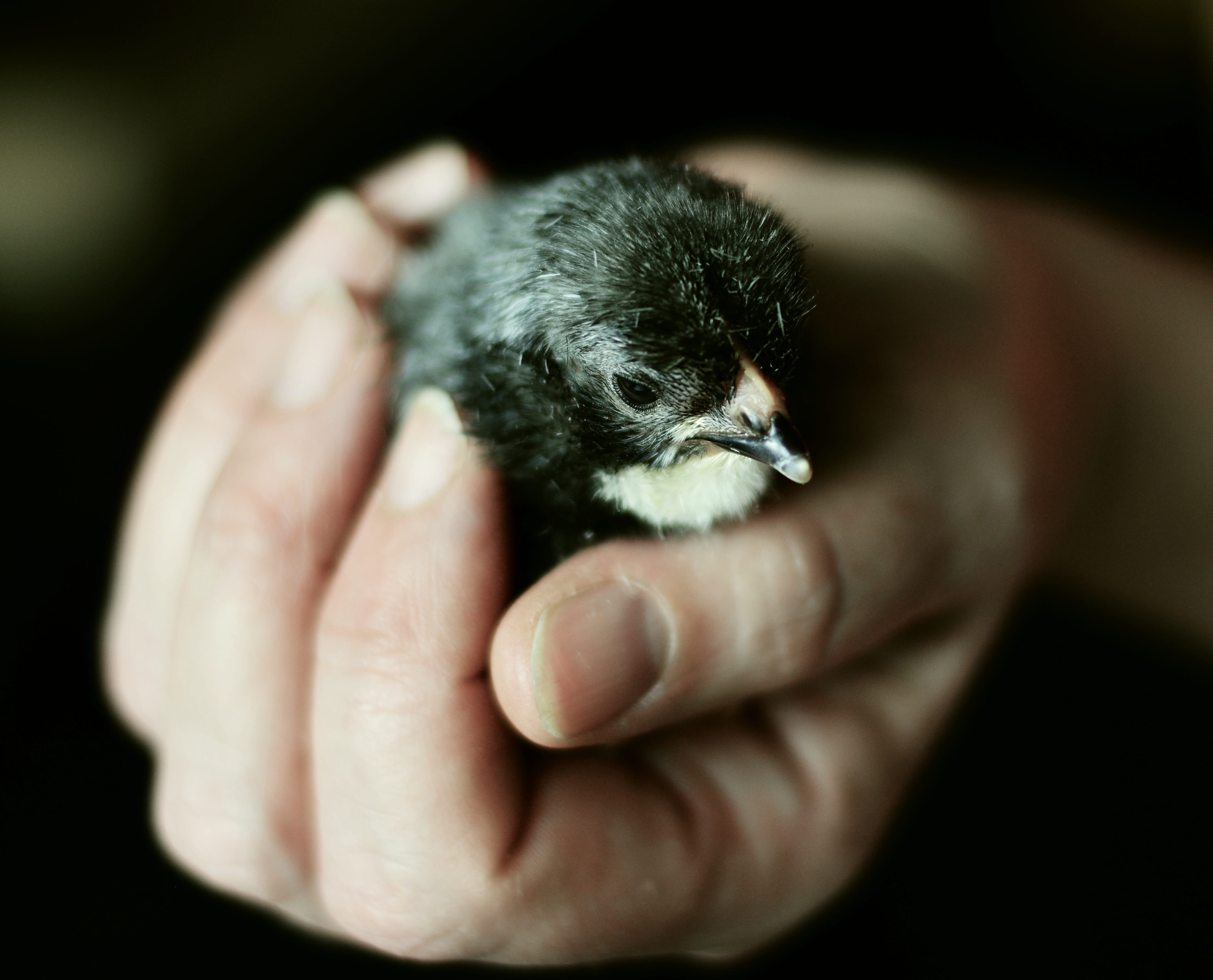 hand, chicks, keep, security, hatched, animal, young animal