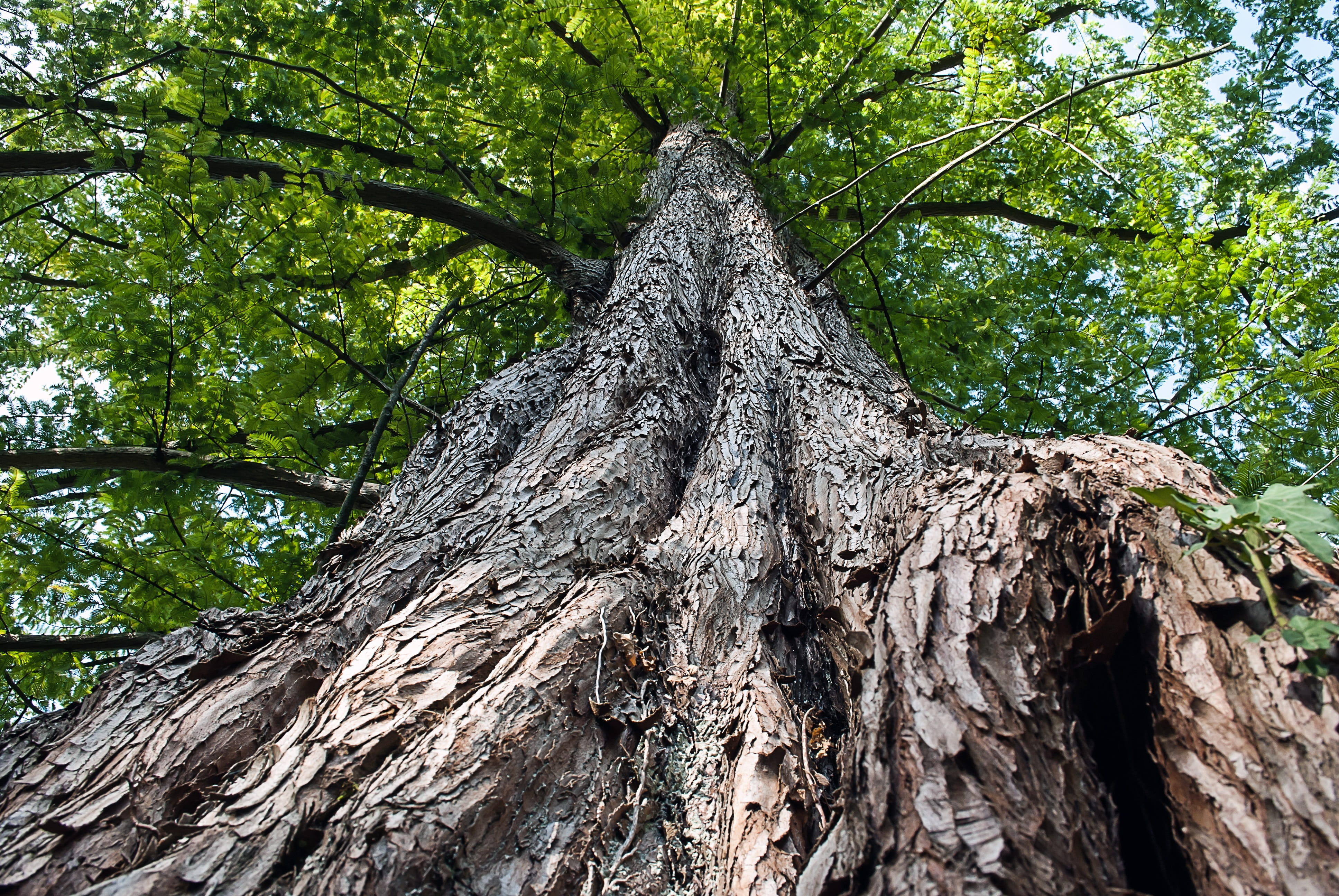 tree, nature, wood, structure, trees, landscape, plant, tree trunk