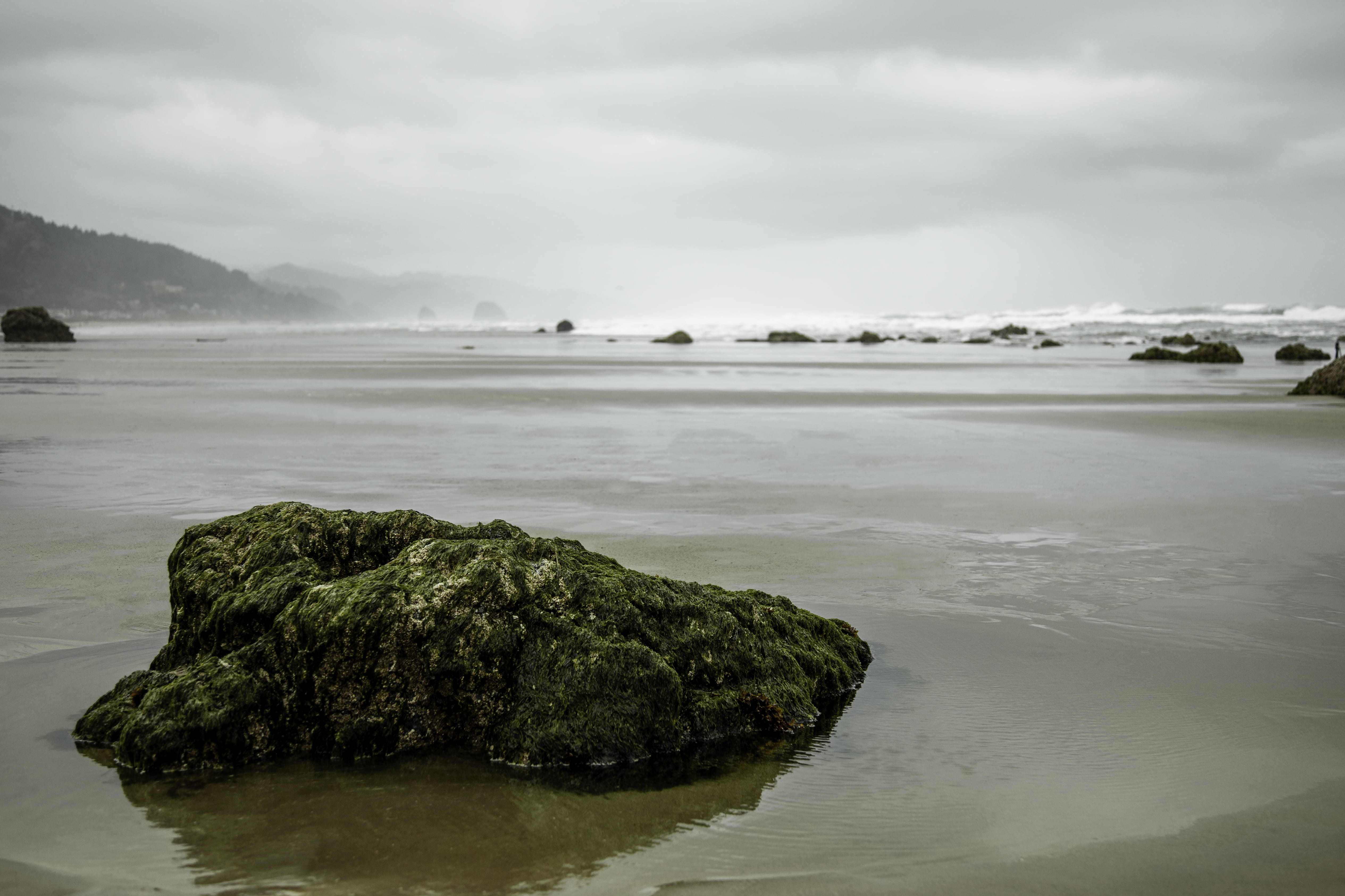 plant, algae, rock, cannon beach, moss, vegetation, outdoors