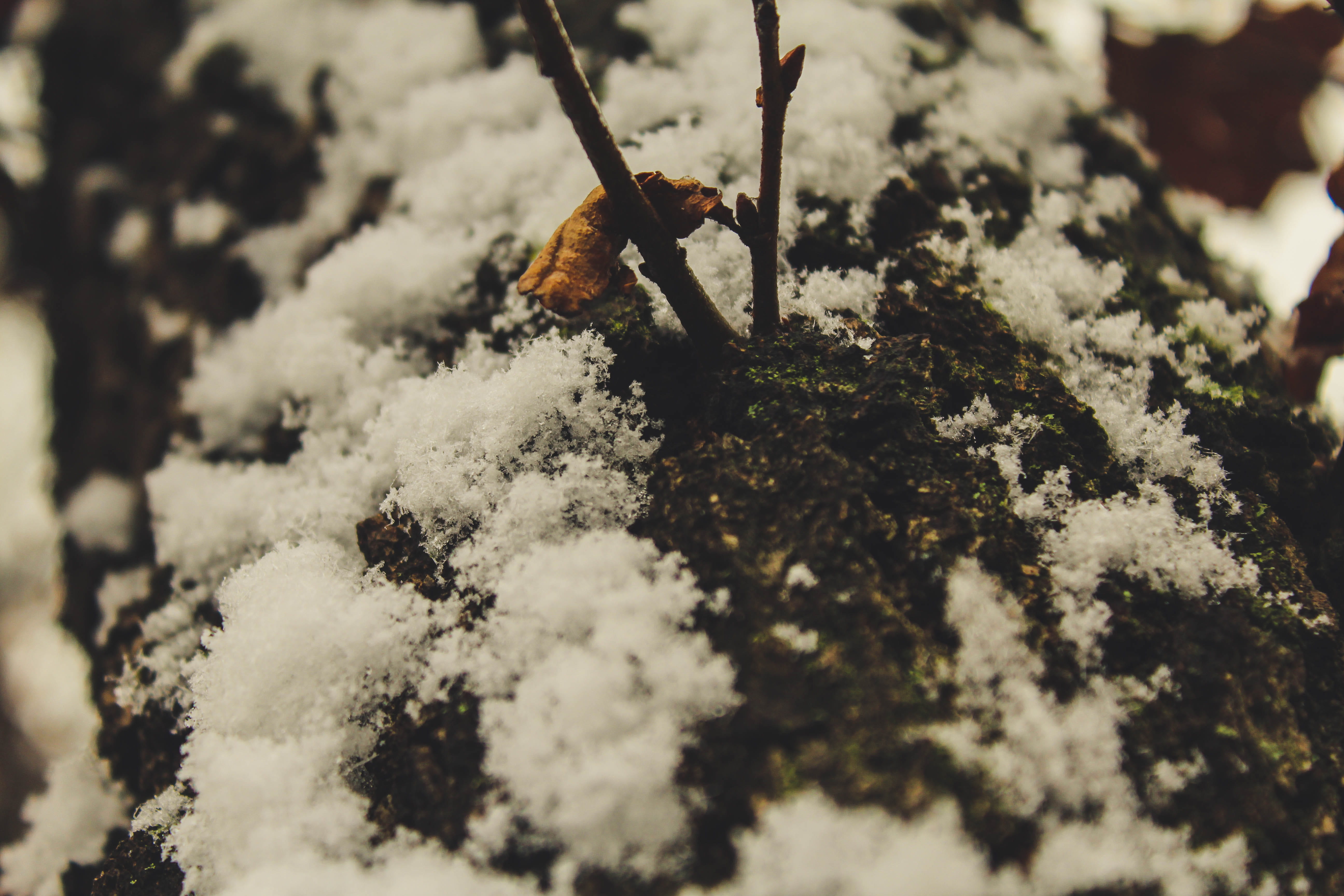 italy, muggia, snow, tree, focus, leaf, macro, selective focus