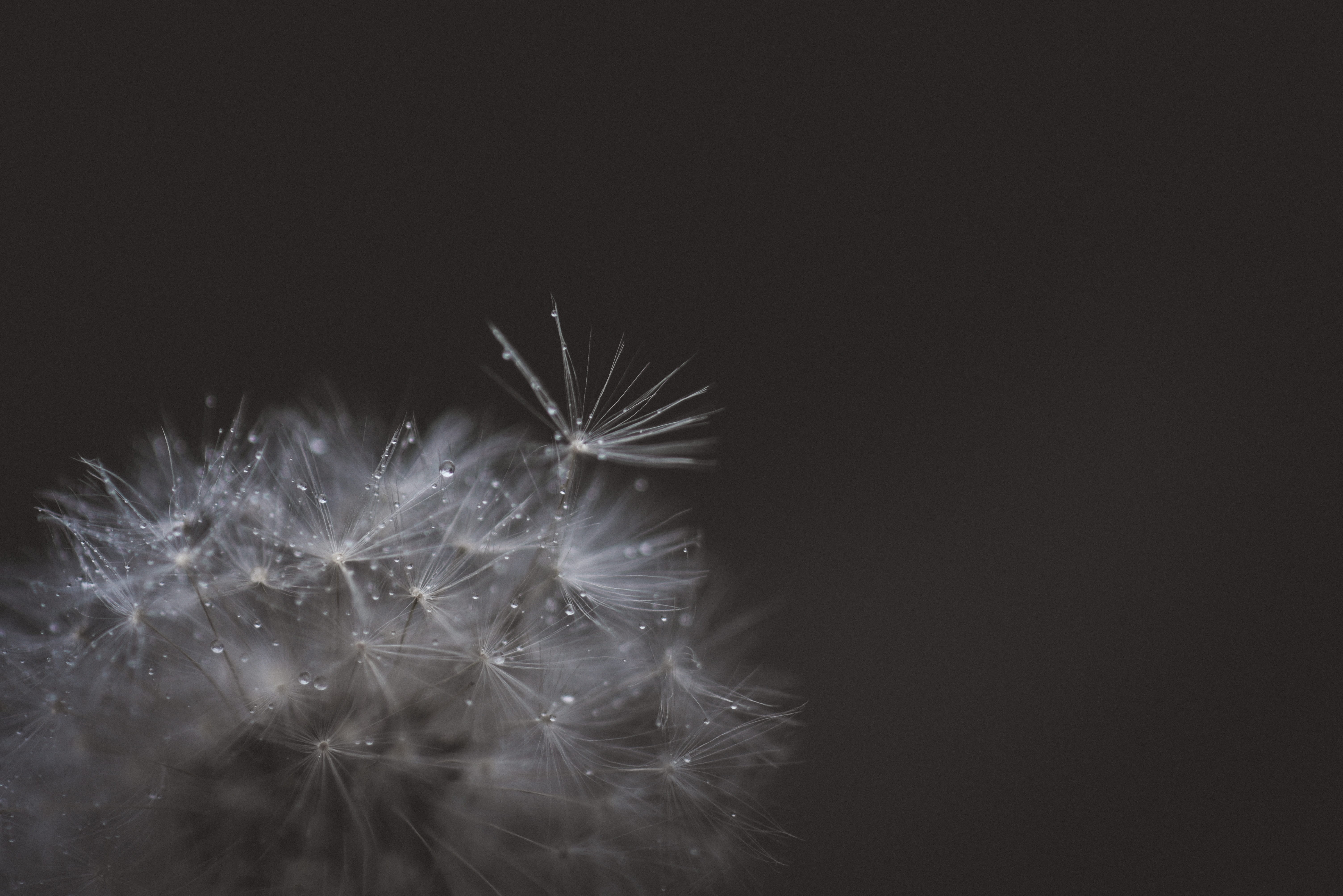 fragility, vulnerability, dandelion, copy space, flower, studio shot