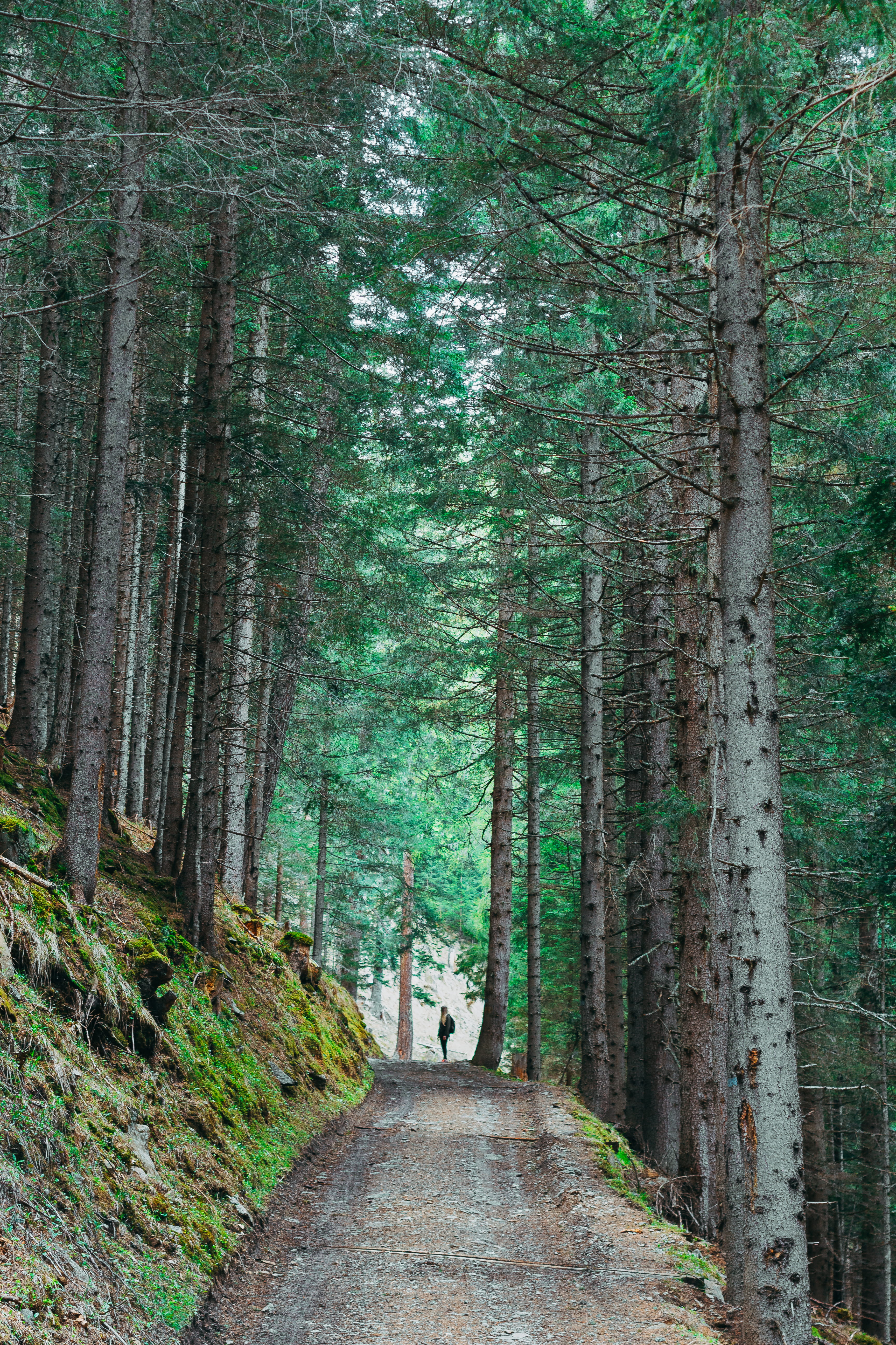 tree, plant, the way forward, forest, direction, land, tree trunk