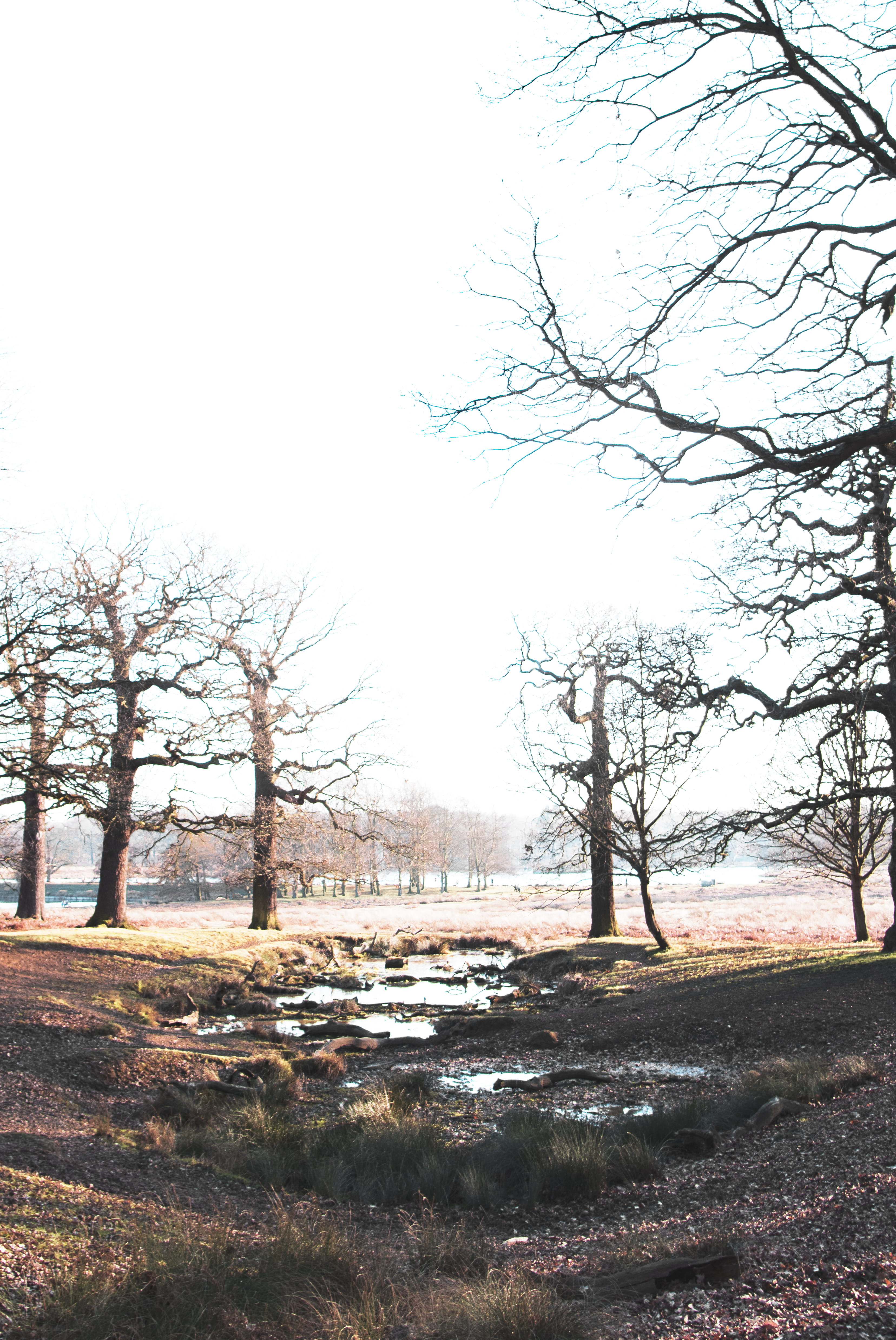 bare trees during daytime, plant, sky, tranquility, tranquil scene
