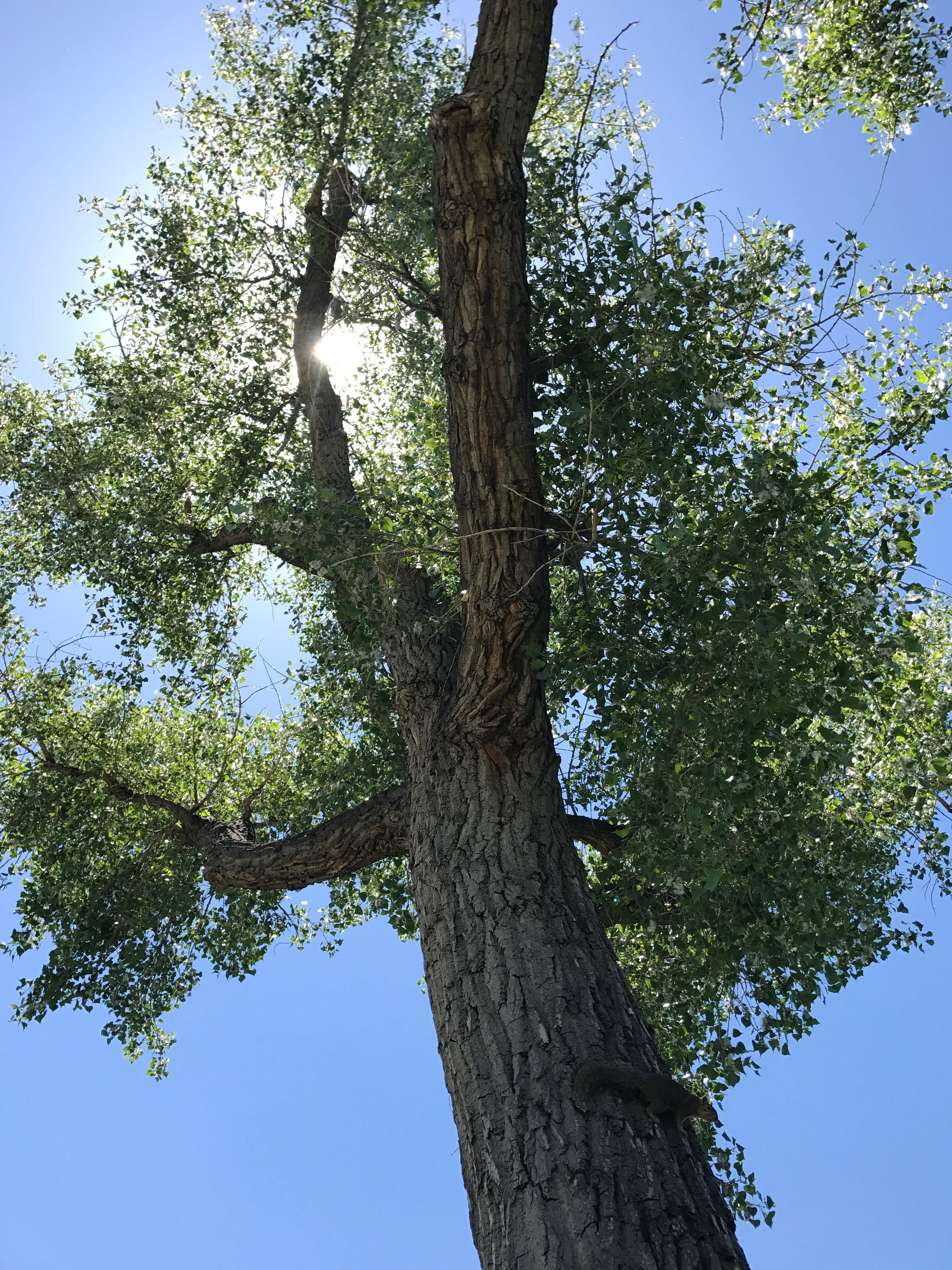 tree, trees, leaves, leaf, sky, plant, tree trunk, growth, low angle view
