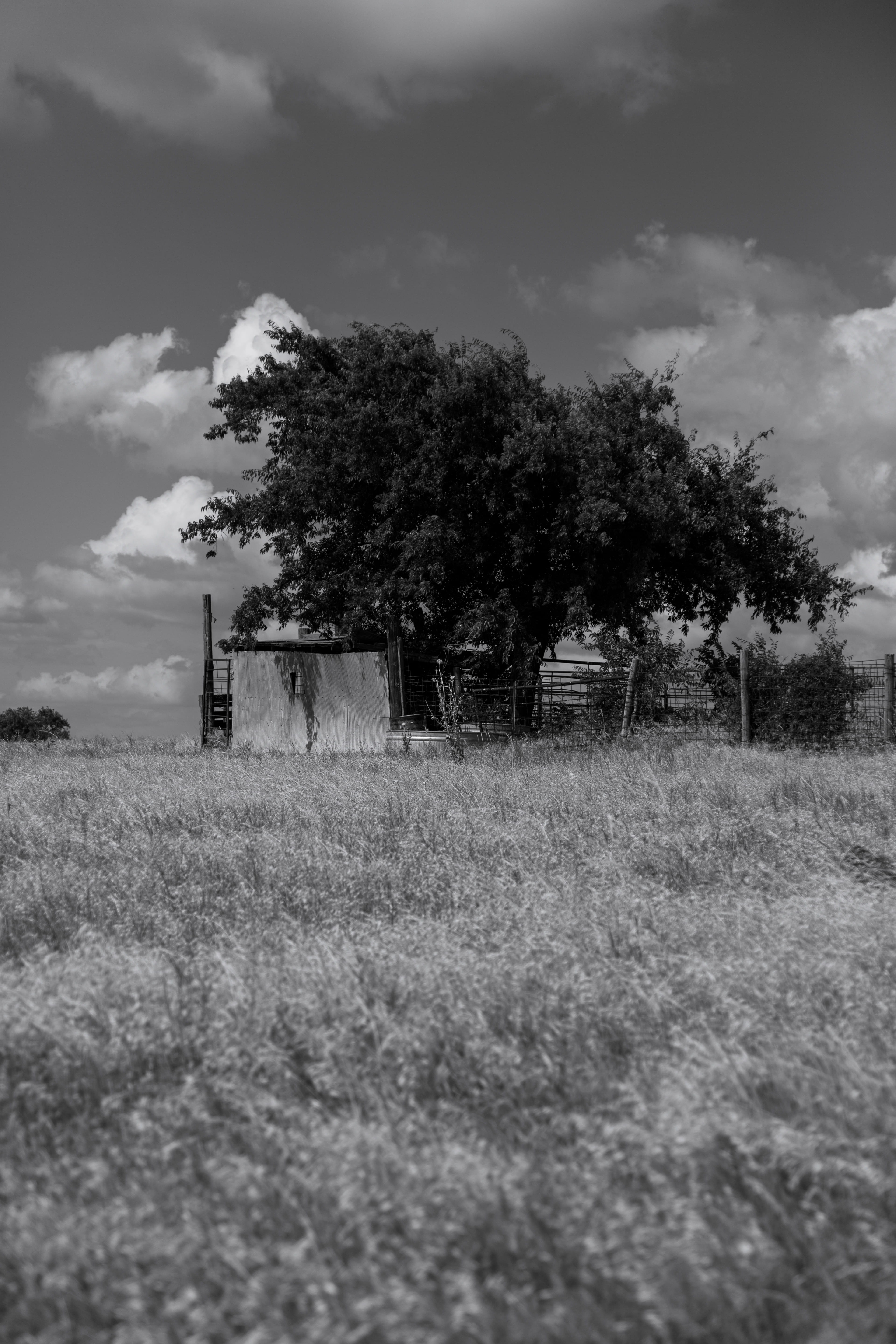 trees, barn, nature, grass, rust, tin, fence, field, cloud