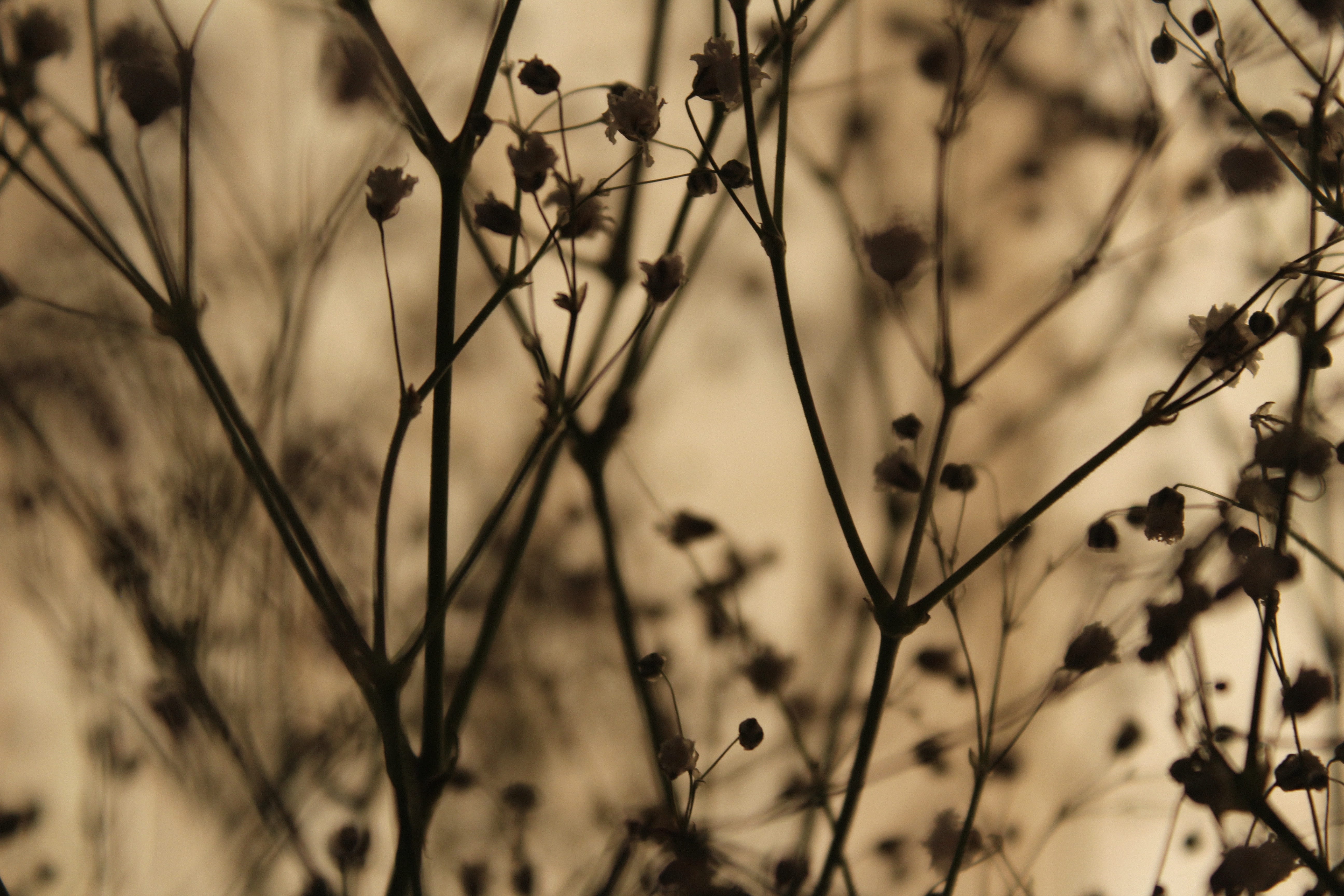 flowers, stem, blurred, background, rustic, close-up, plant