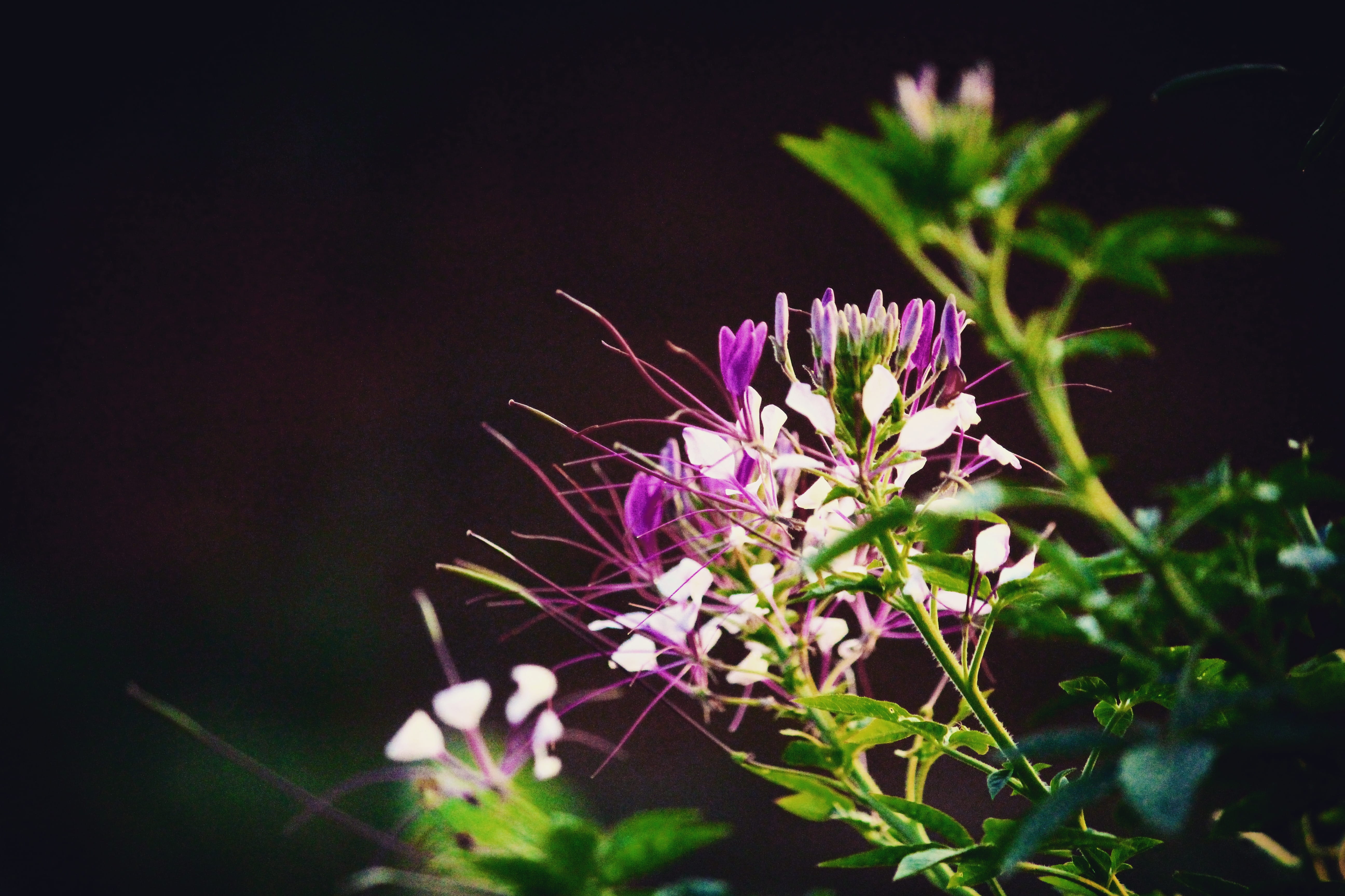 flower, flowering plant, vulnerability, fragility, freshness