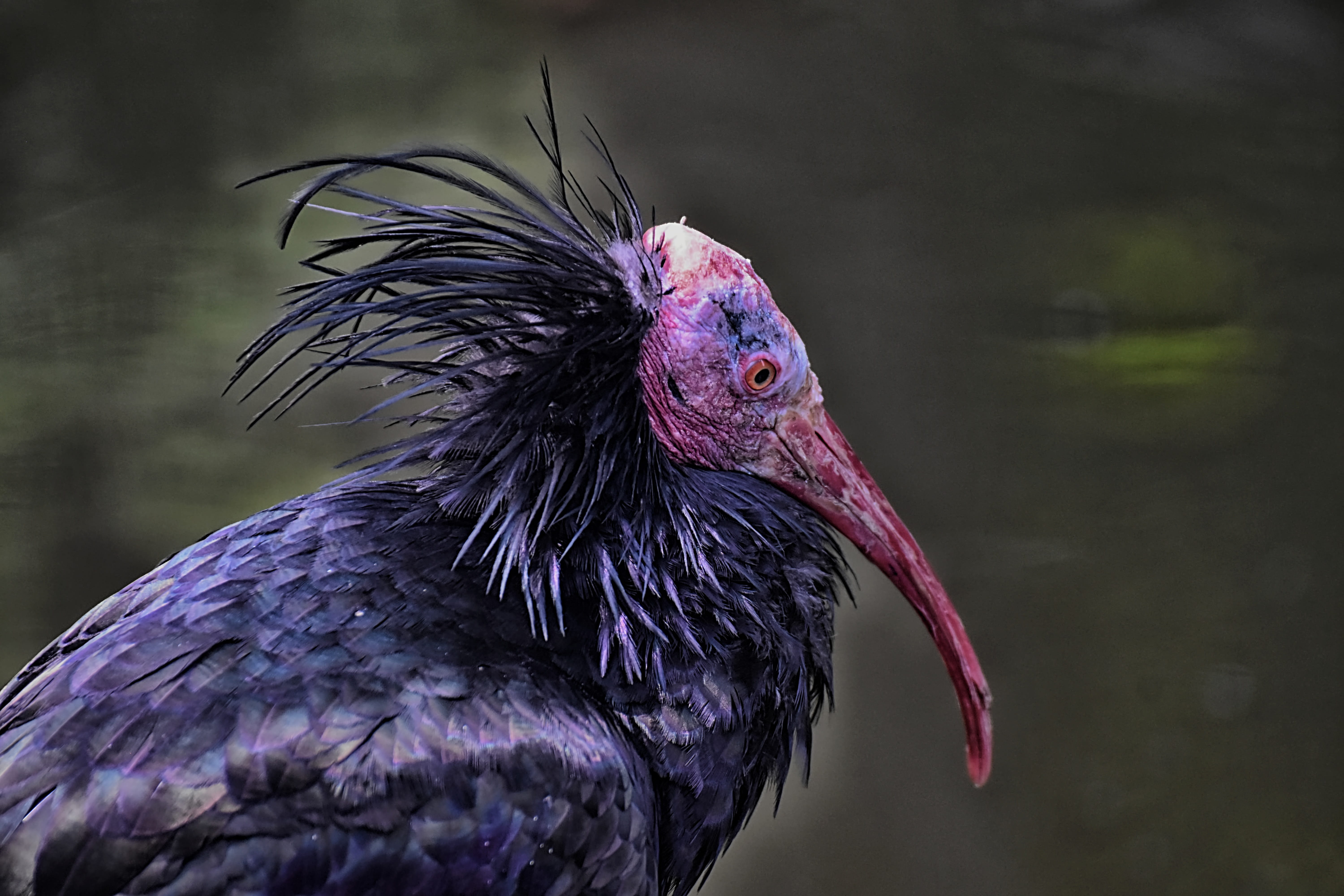 northern bald ibis, portrait, bird, geronticus eremita, nature