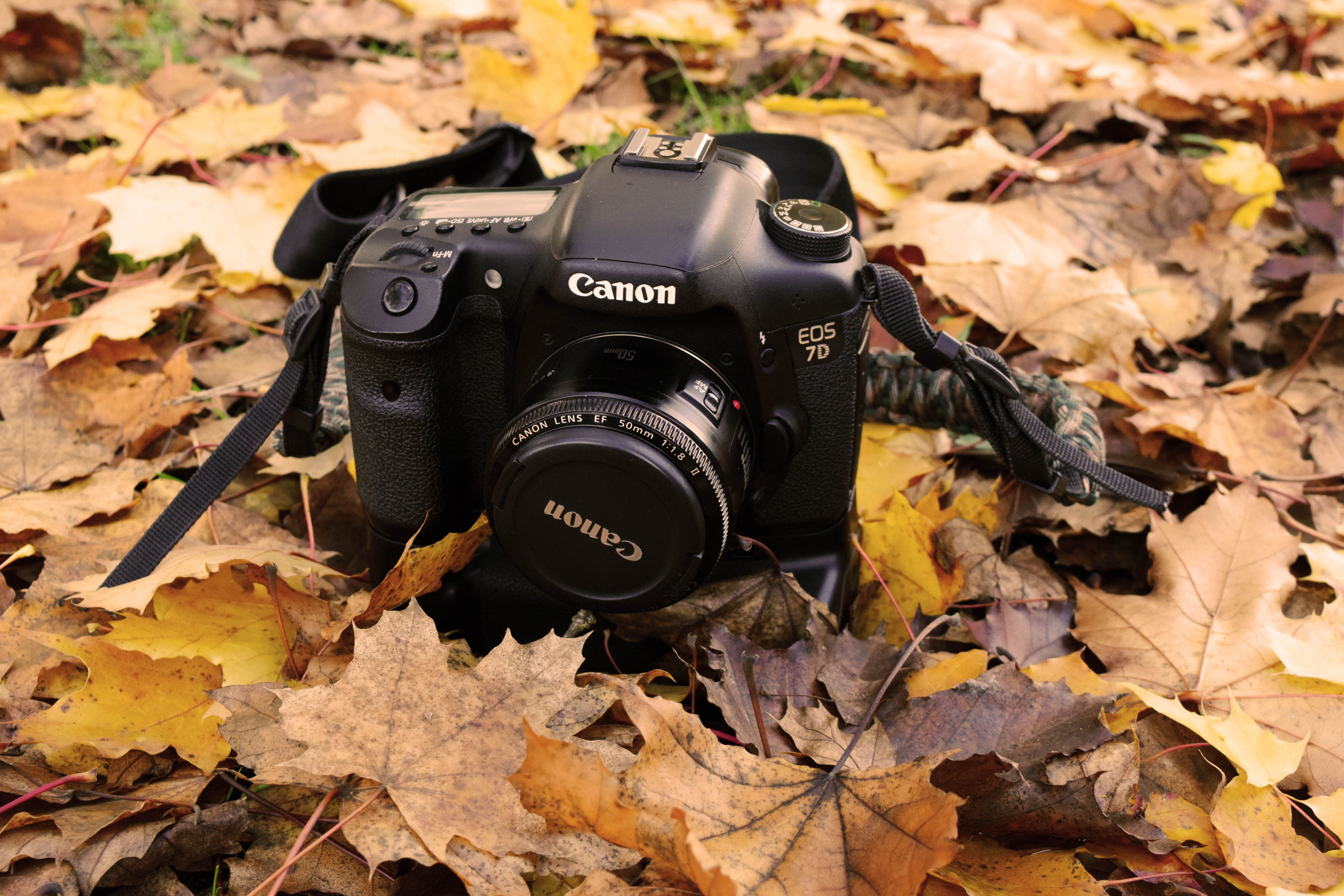 plant, leaf, tree, electronics, camera, maple leaf, strap, ground