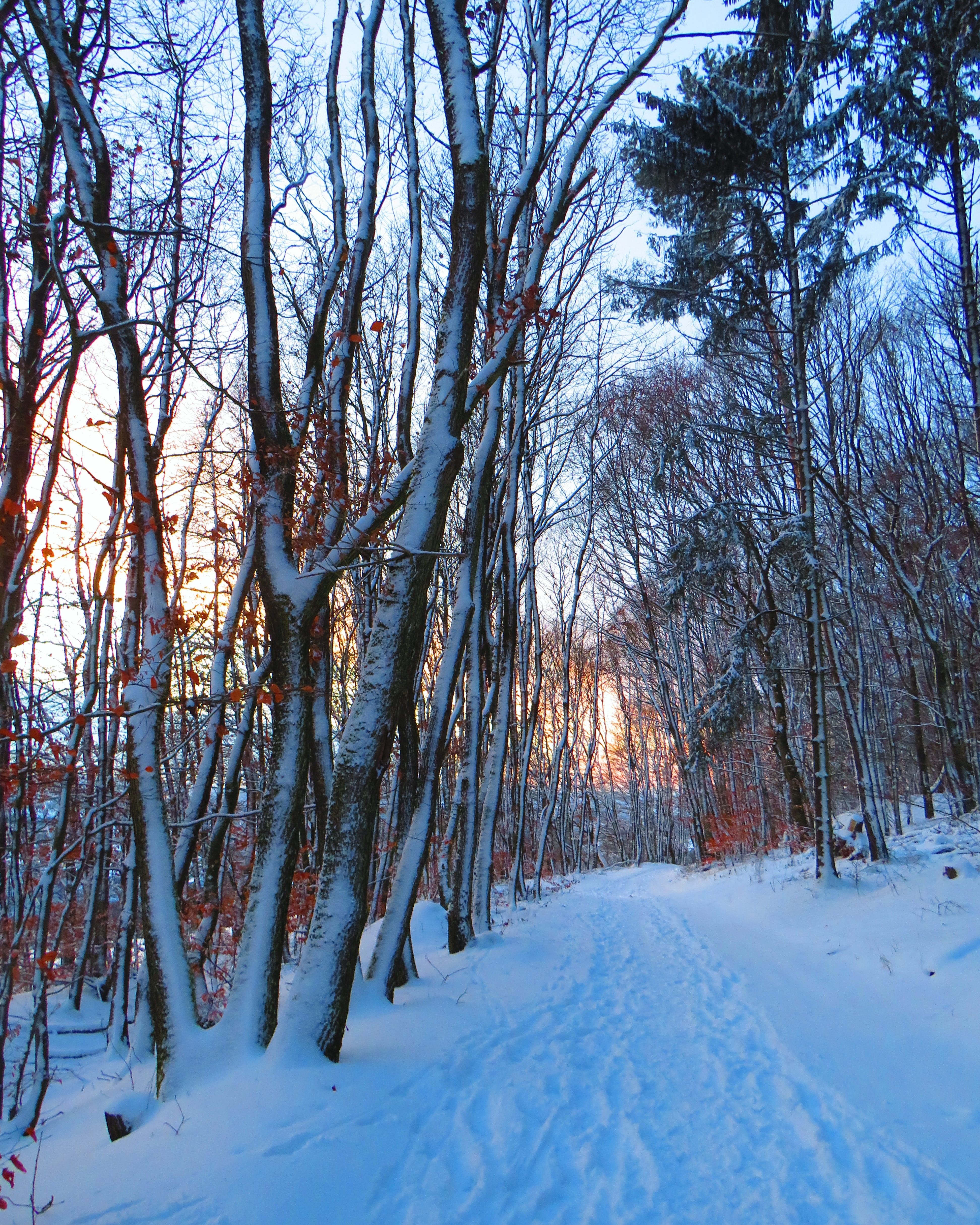 forest, forest path, trees, snow, winter, cold, evening, twilight