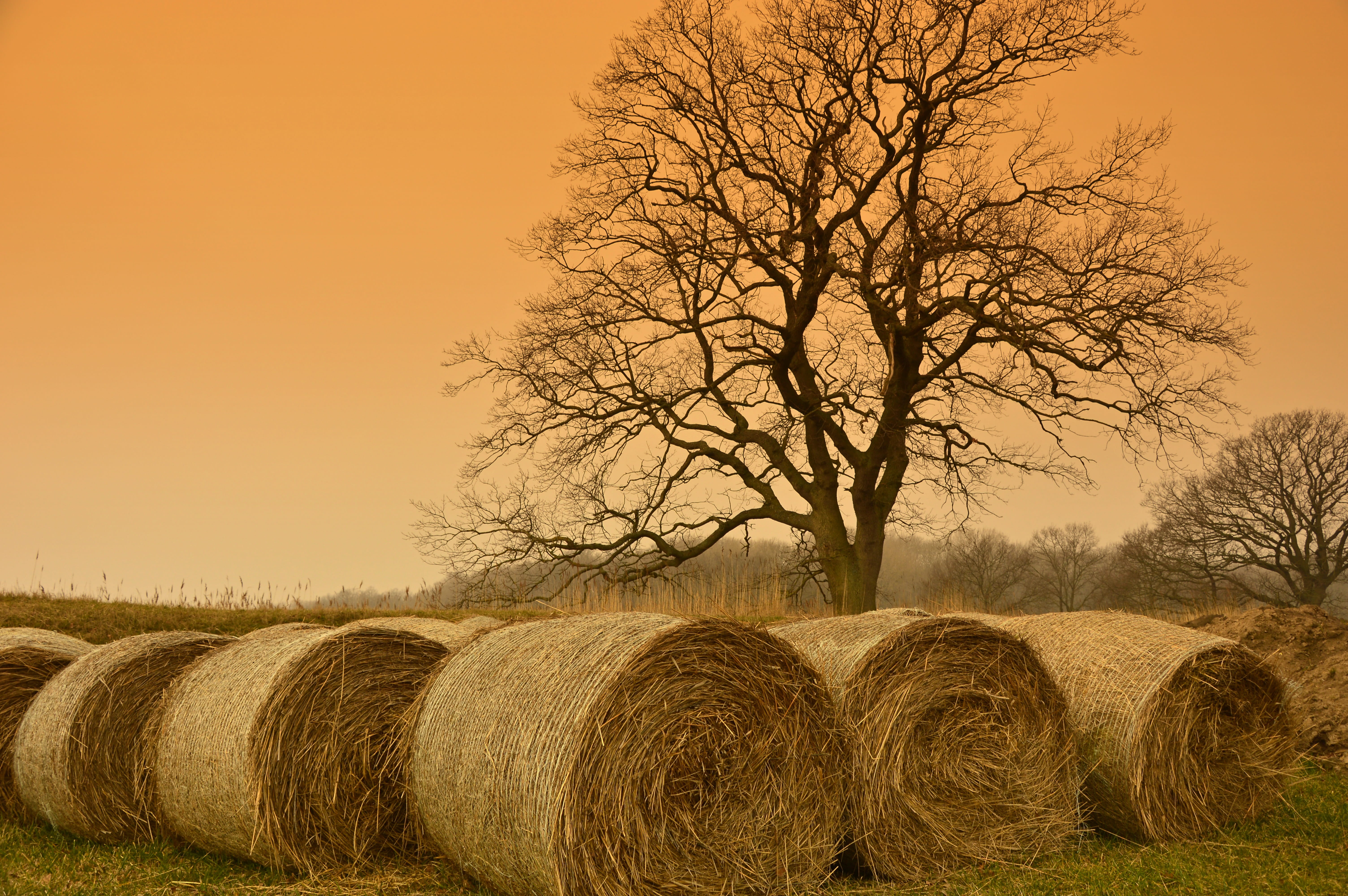 straw bales, hay bales, harvest, agriculture, tree, nature