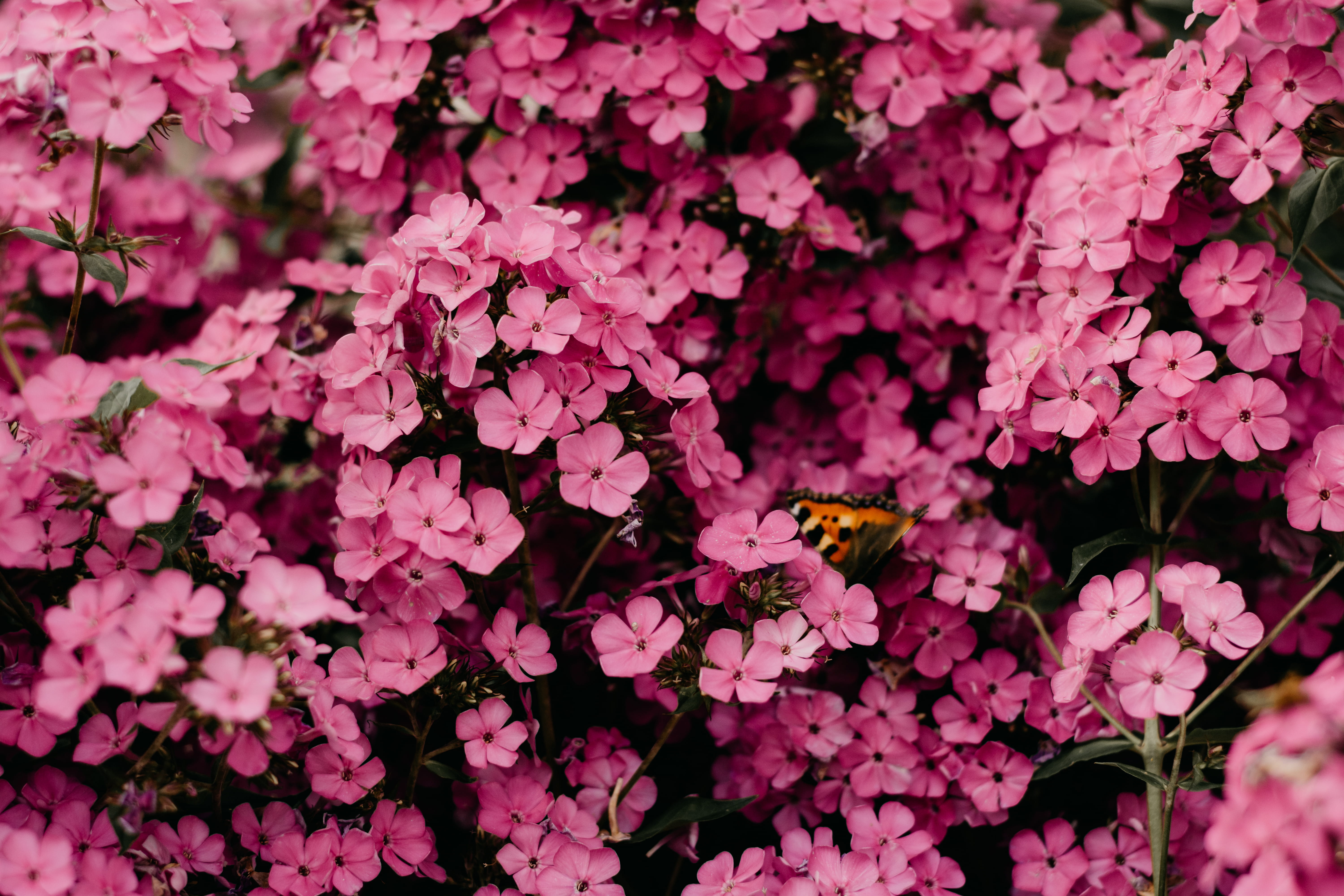 Close-Up Photography of Pink Flowers, 4k wallpaper, animal, beautiful