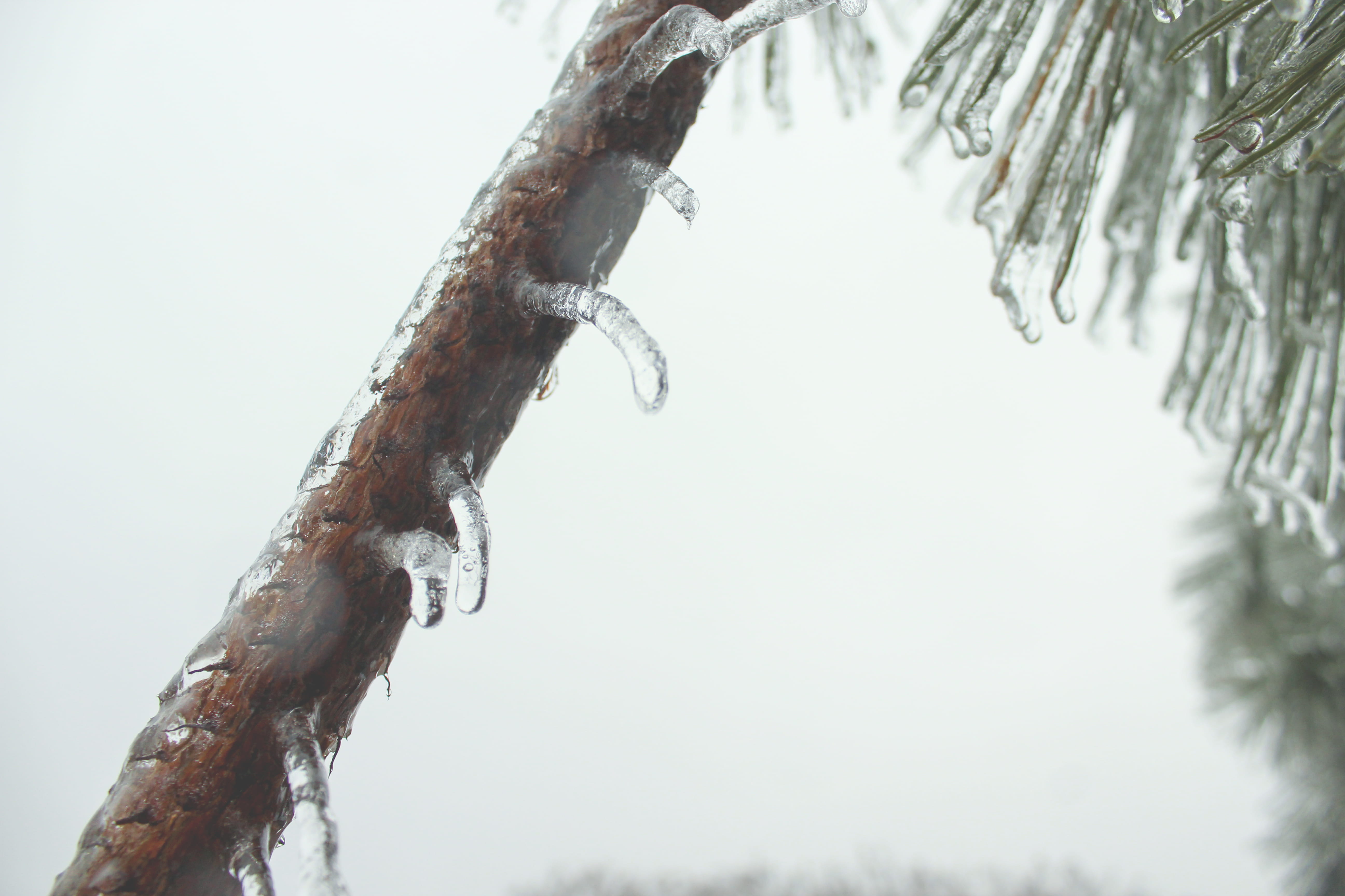 winter, branch, tree, ice, cold temperature, plant, nature