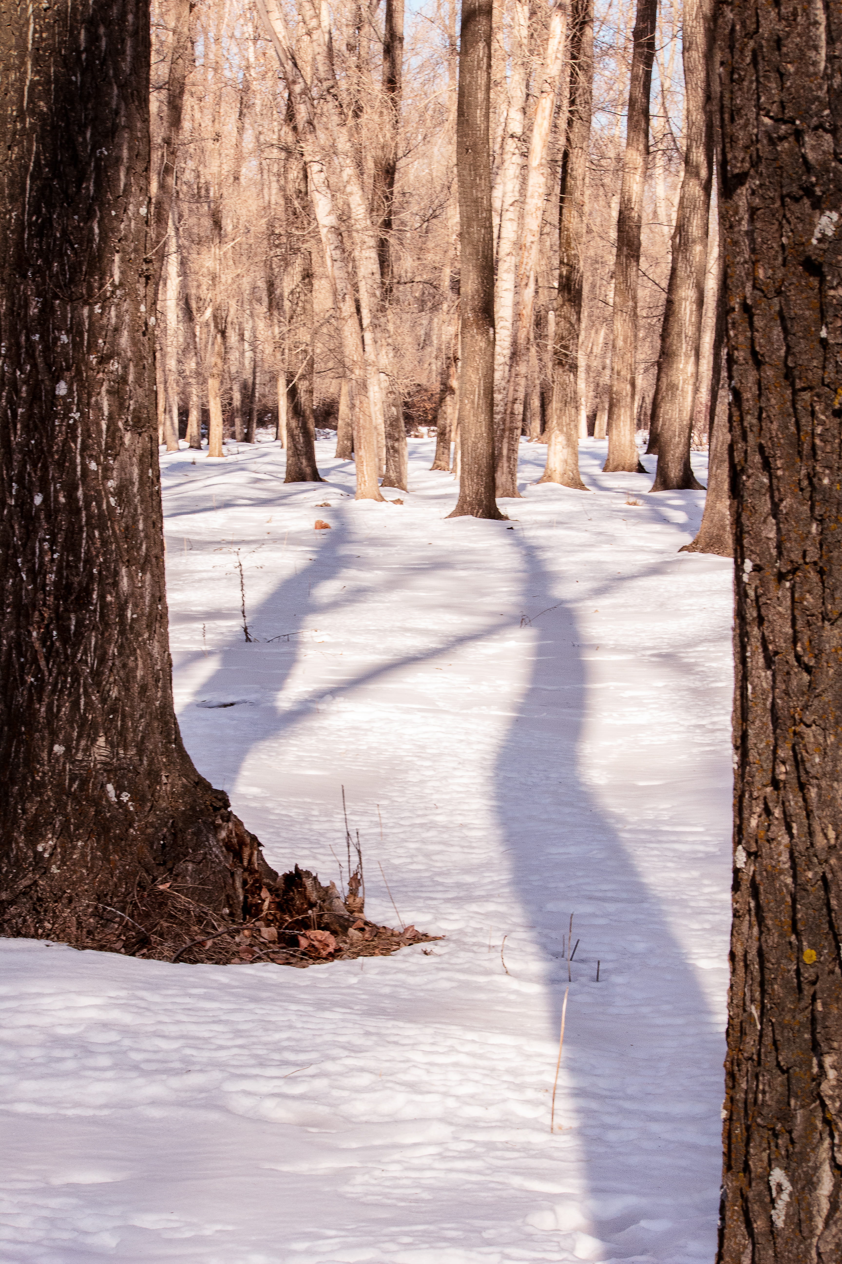 winter, snow, forest, trees, shadows, cold temperature, trunk